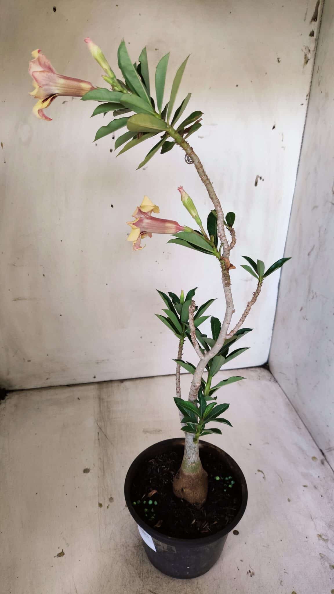 Planta Simples 2806 – 35cm – 03 anos