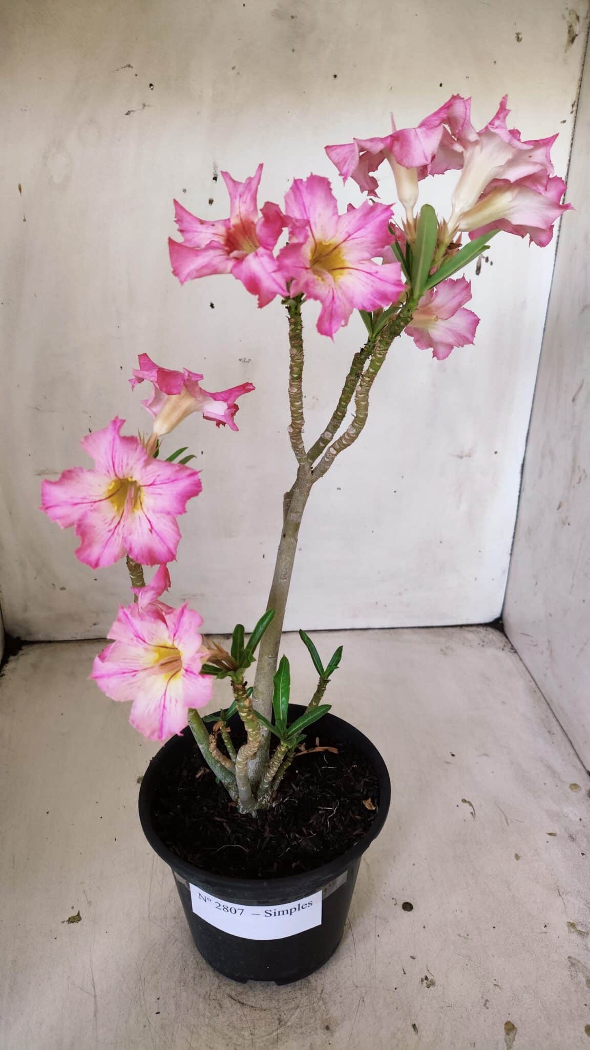 Planta Simples 2807 – 30cm – 02 anos