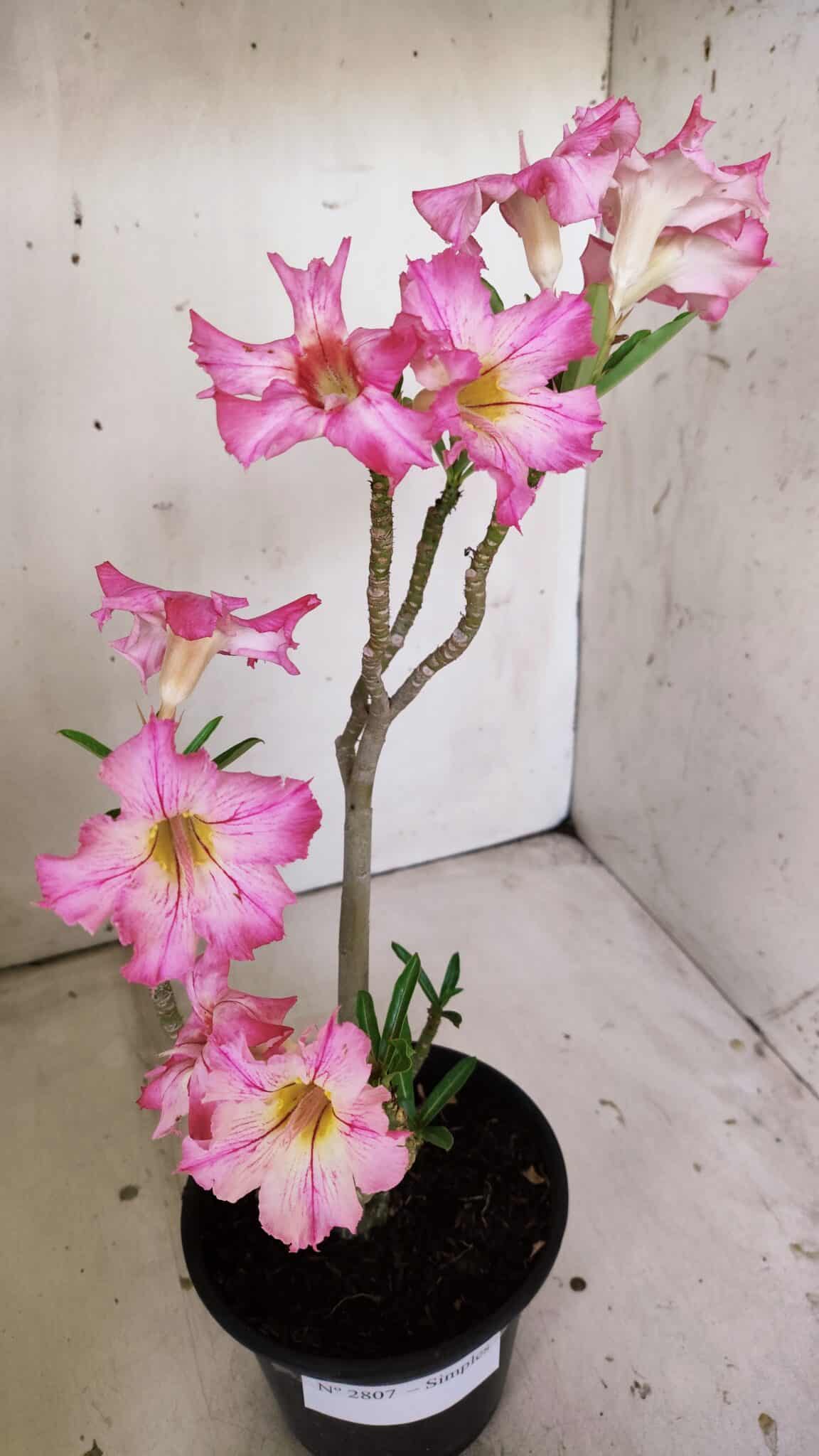Planta Simples 2807 – 30cm – 02 anos