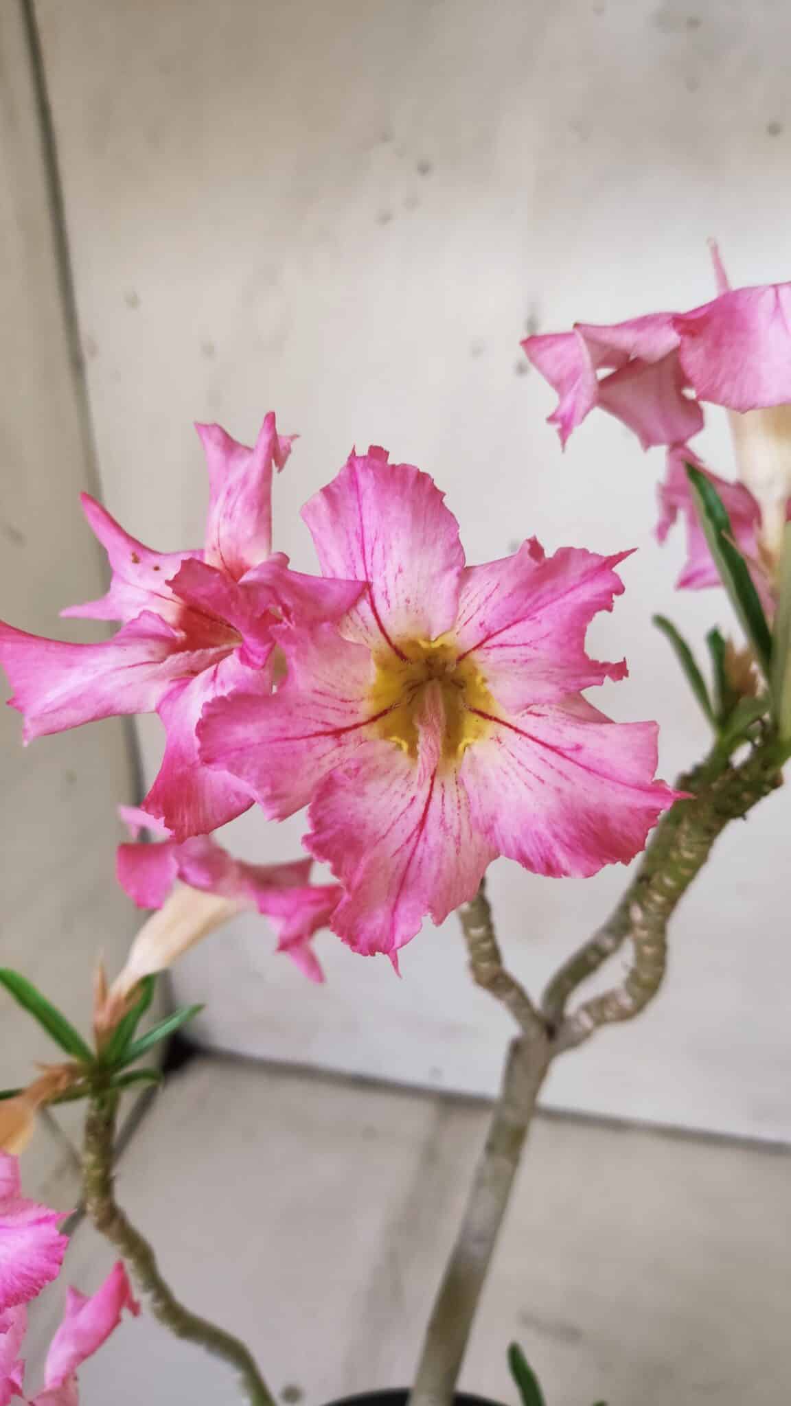 Planta Simples 2807 – 30cm – 02 anos