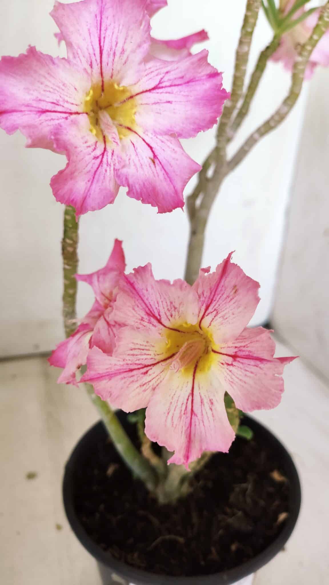 Planta Simples 2807 – 30cm – 02 anos