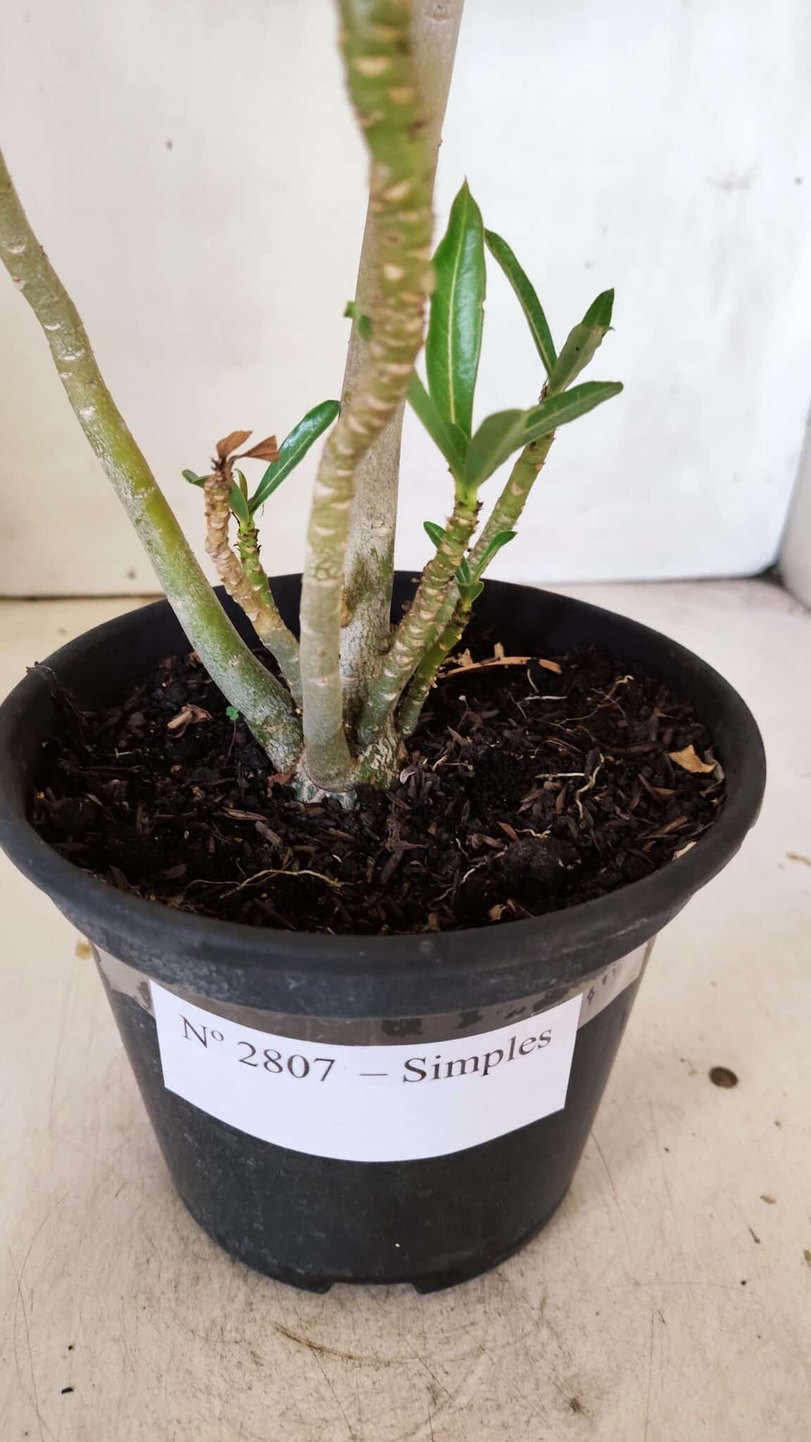 Planta Simples 2807 – 30cm – 02 anos