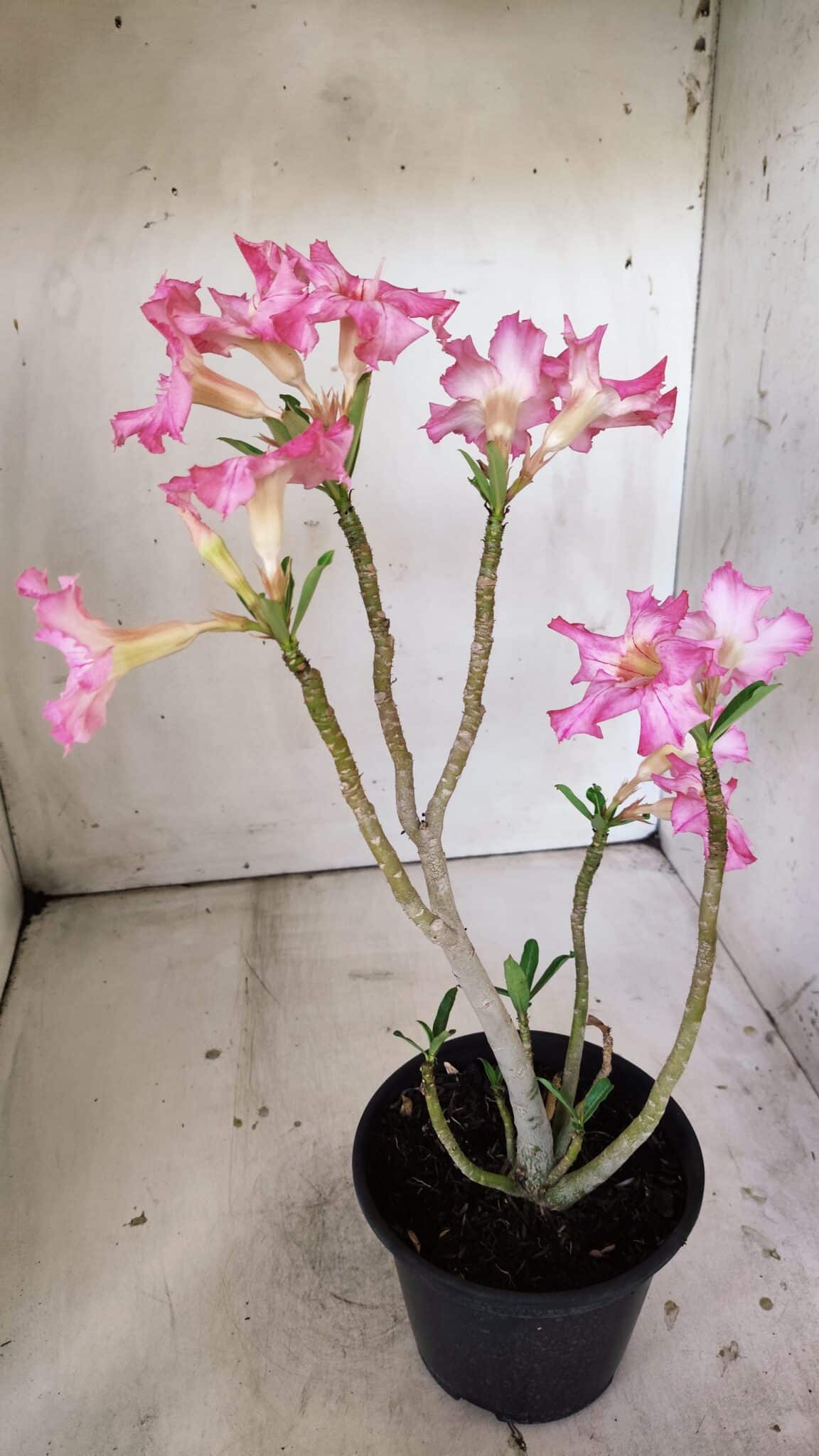 Planta Simples 2807 – 30cm – 02 anos