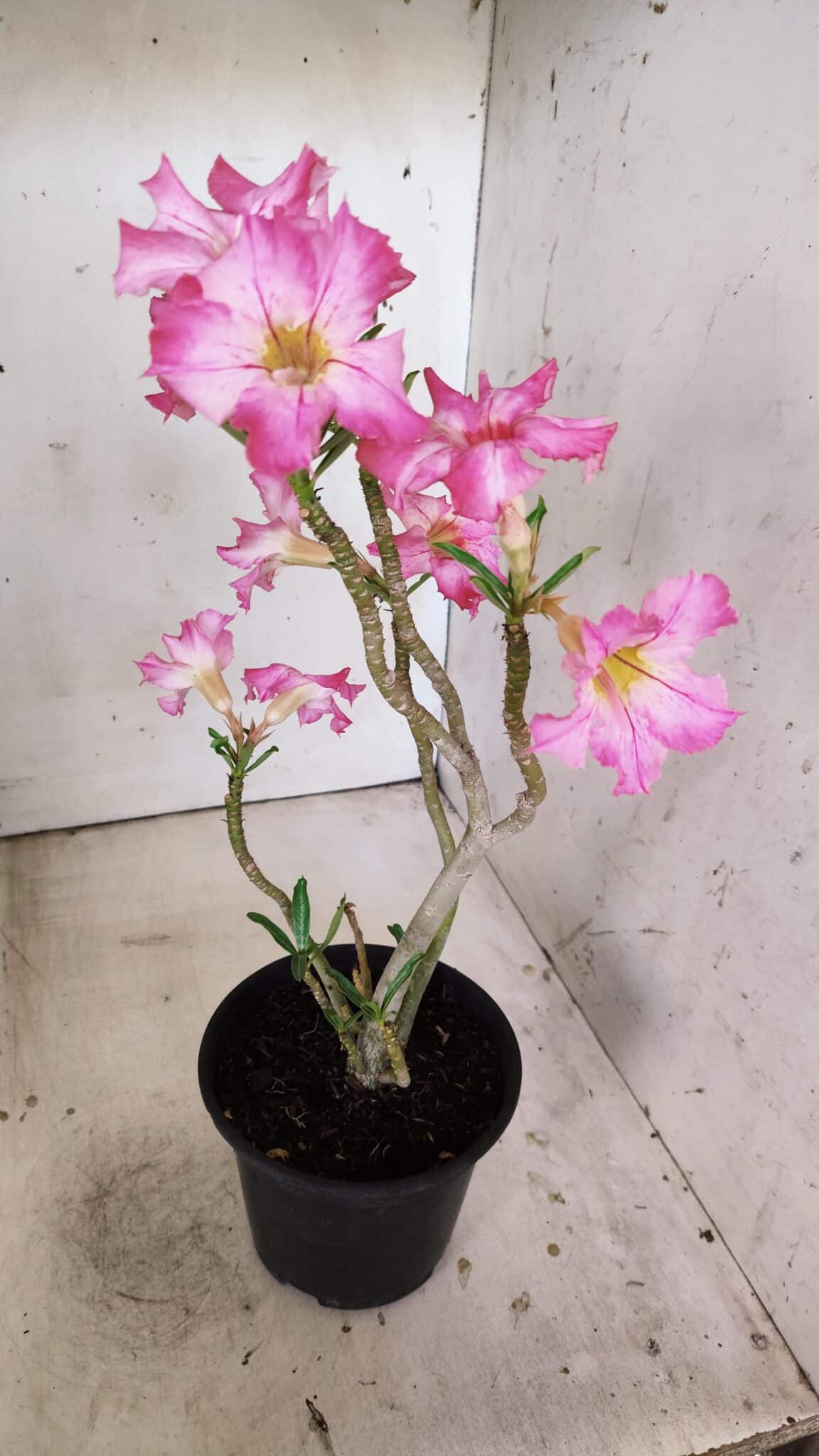 Planta Simples 2807 – 30cm – 02 anos