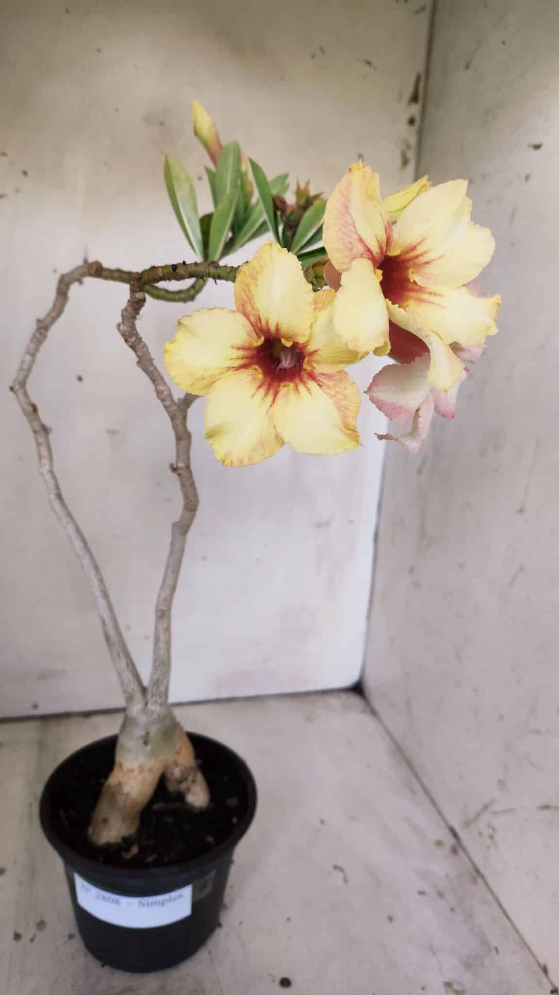 Planta Simples 2808 – 35cm – 03 anos