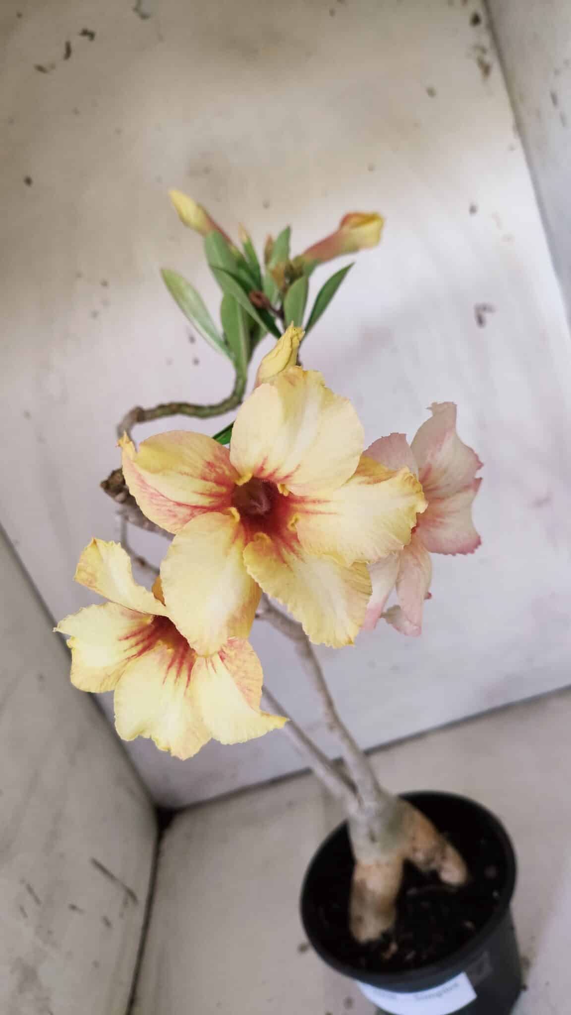 Planta Simples 2808 – 35cm – 03 anos