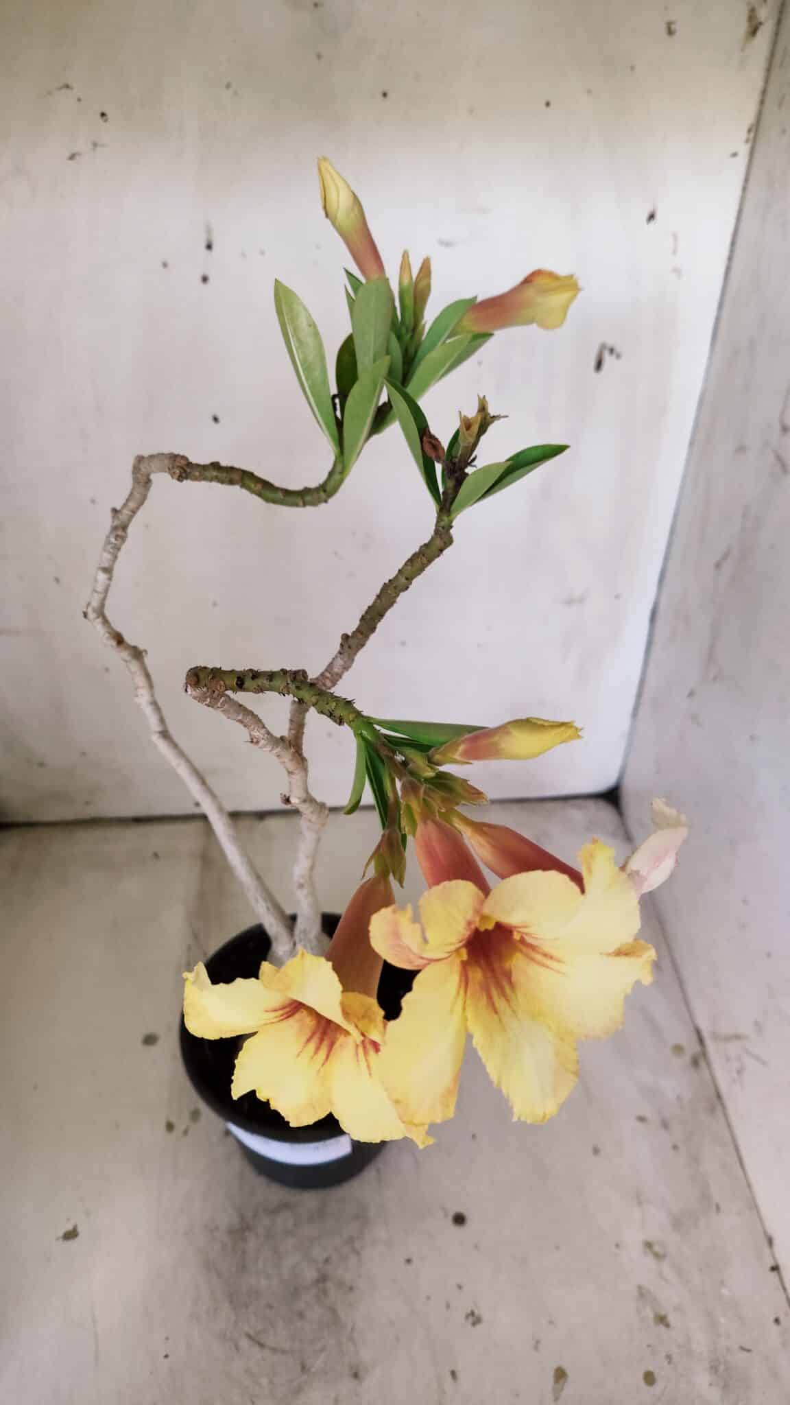 Planta Simples 2808 – 35cm – 03 anos