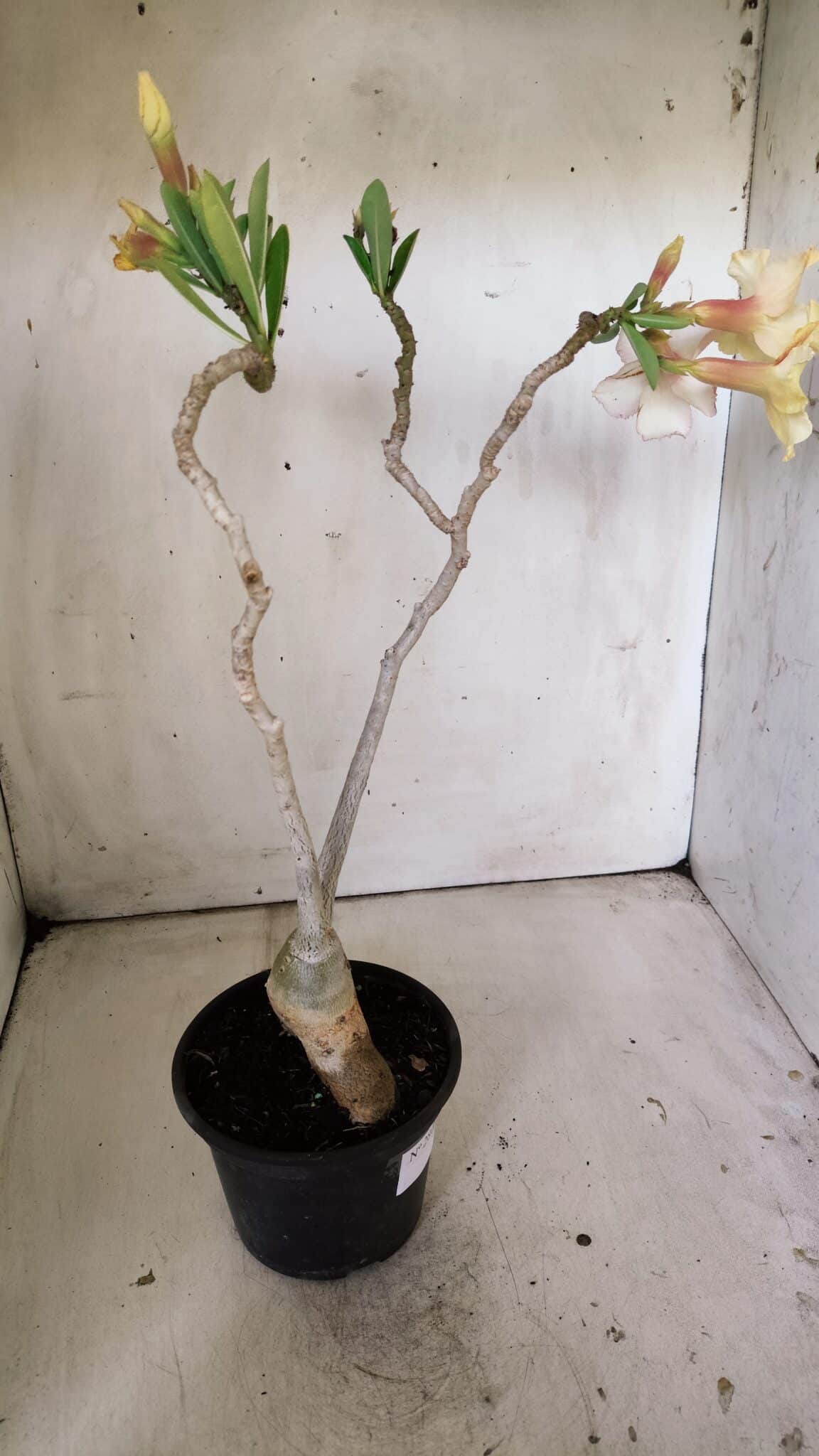 Planta Simples 2808 – 35cm – 03 anos