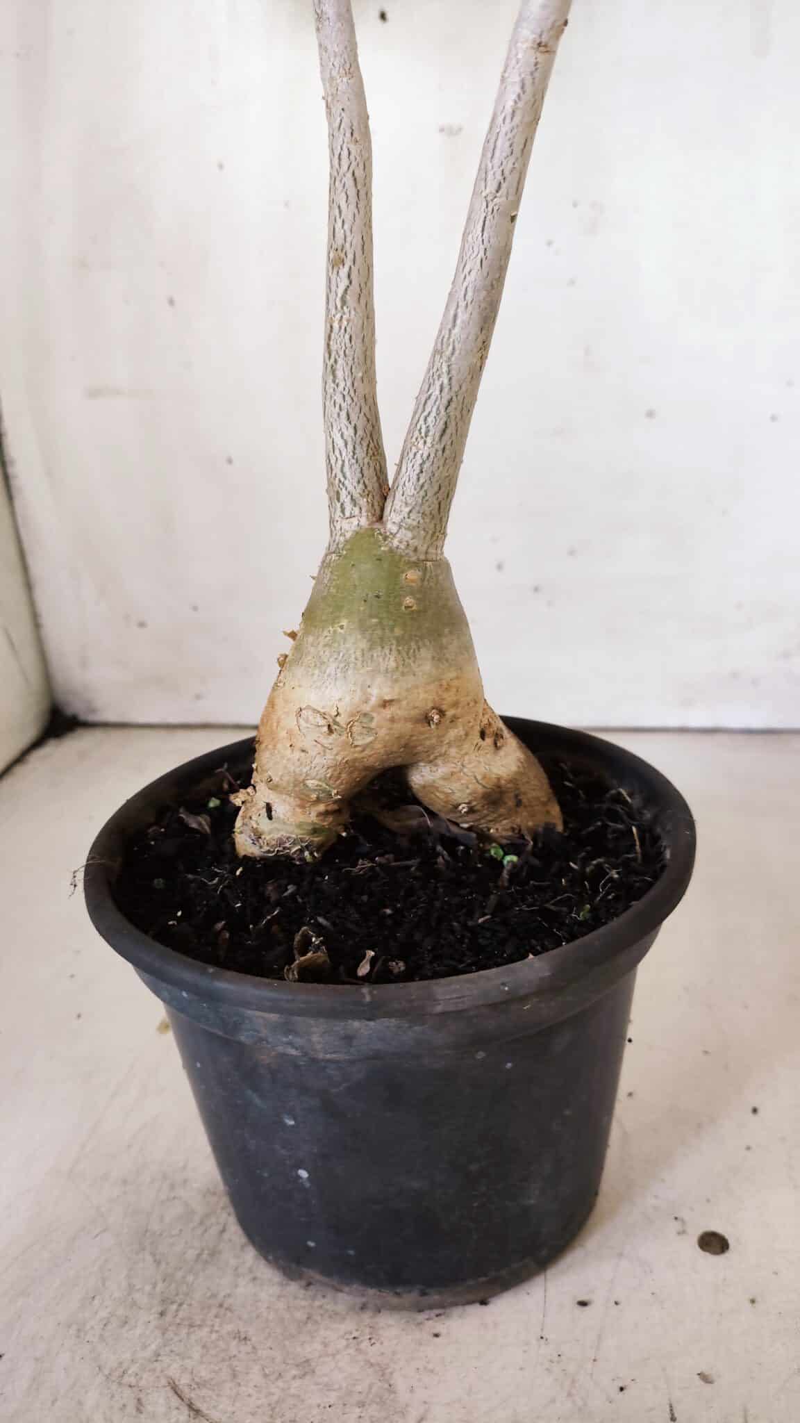 Planta Simples 2808 – 35cm – 03 anos