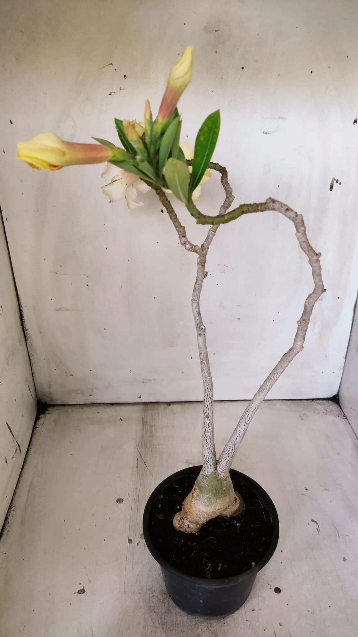 Planta Simples 2808 – 35cm – 03 anos