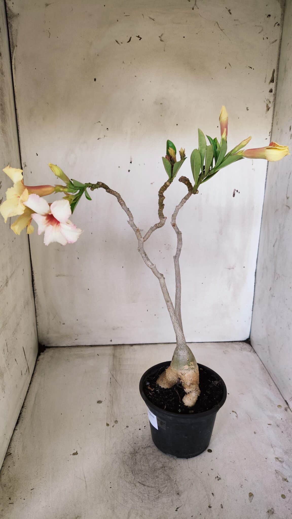Planta Simples 2808 – 35cm – 03 anos