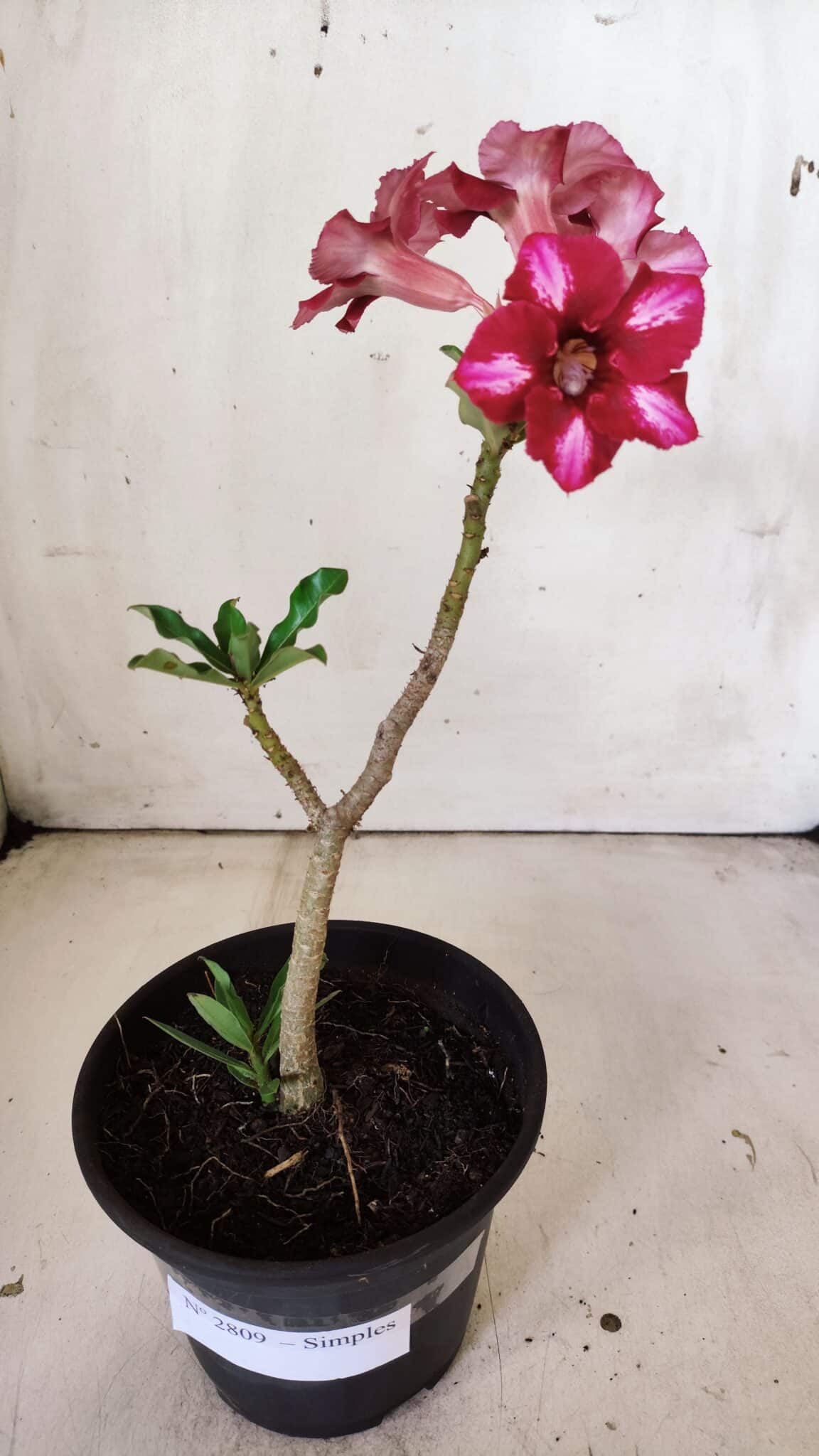 Planta Simples 2809 – 30cm – 02 anos