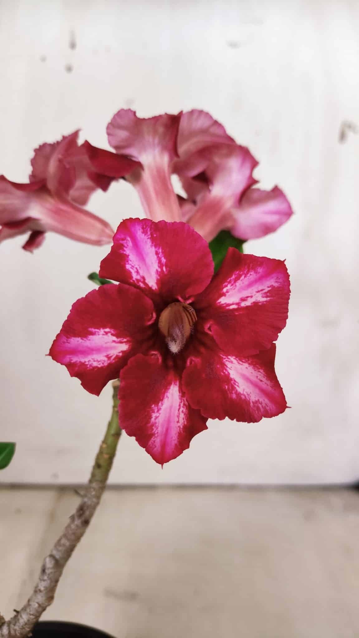Planta Simples 2809 – 30cm – 02 anos