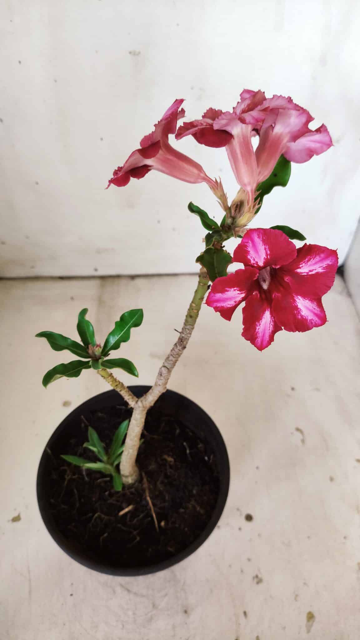 Planta Simples 2809 – 30cm – 02 anos