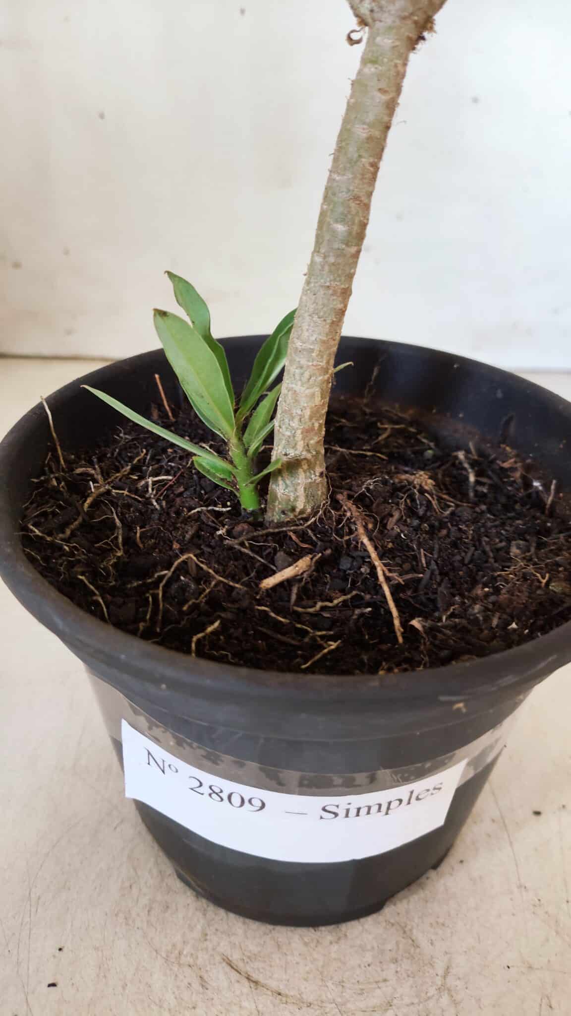 Planta Simples 2809 – 30cm – 02 anos