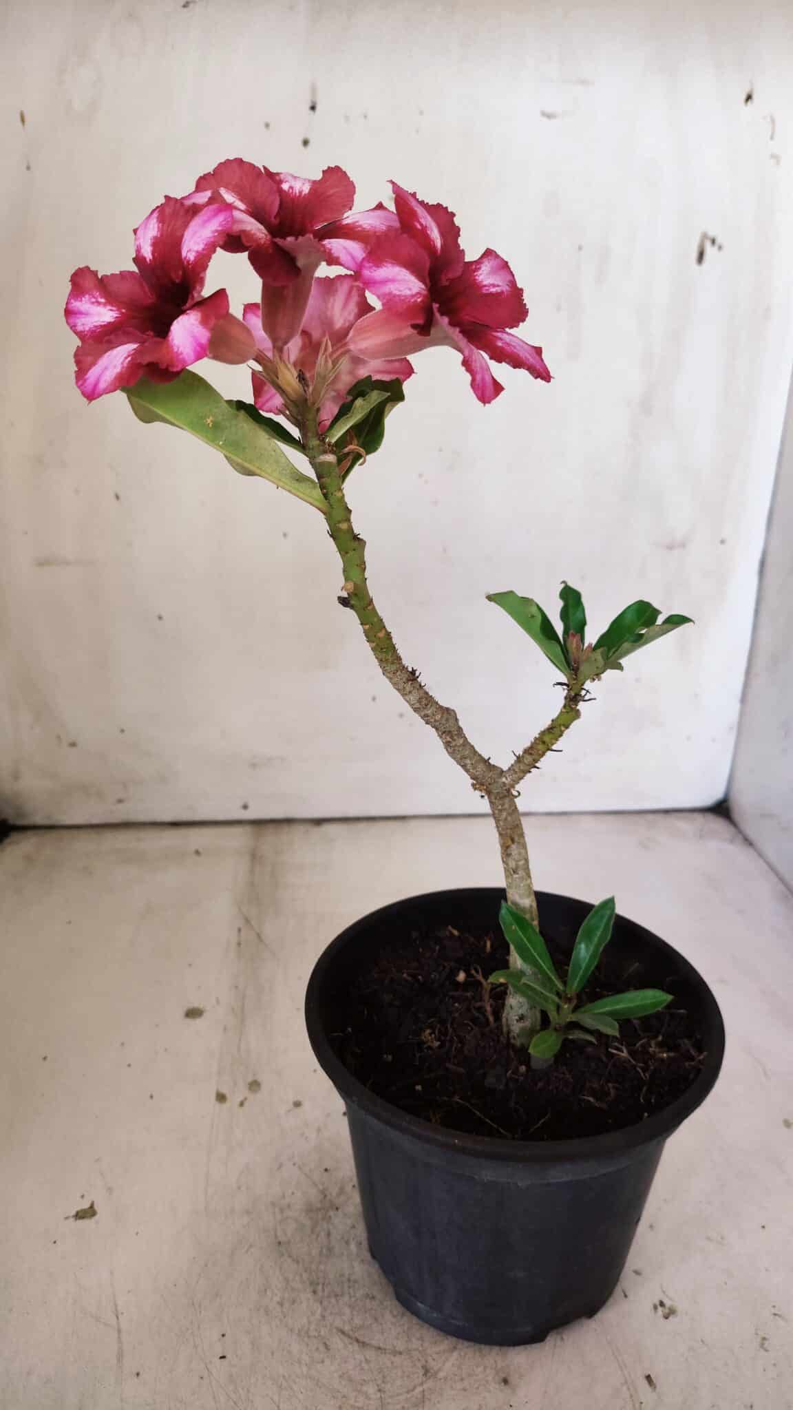 Planta Simples 2809 – 30cm – 02 anos