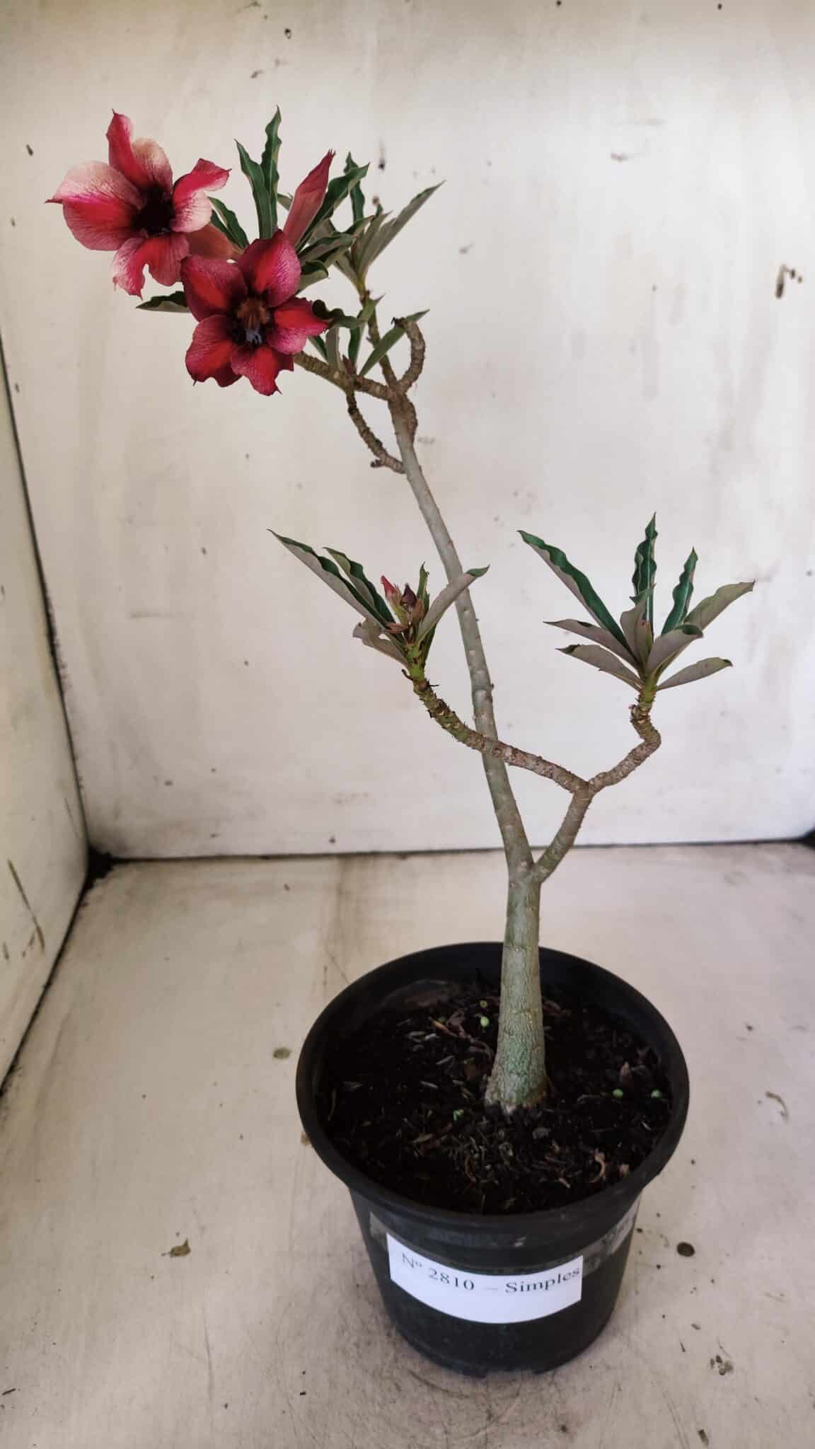Planta Simples 2810 – 30cm – 02 anos