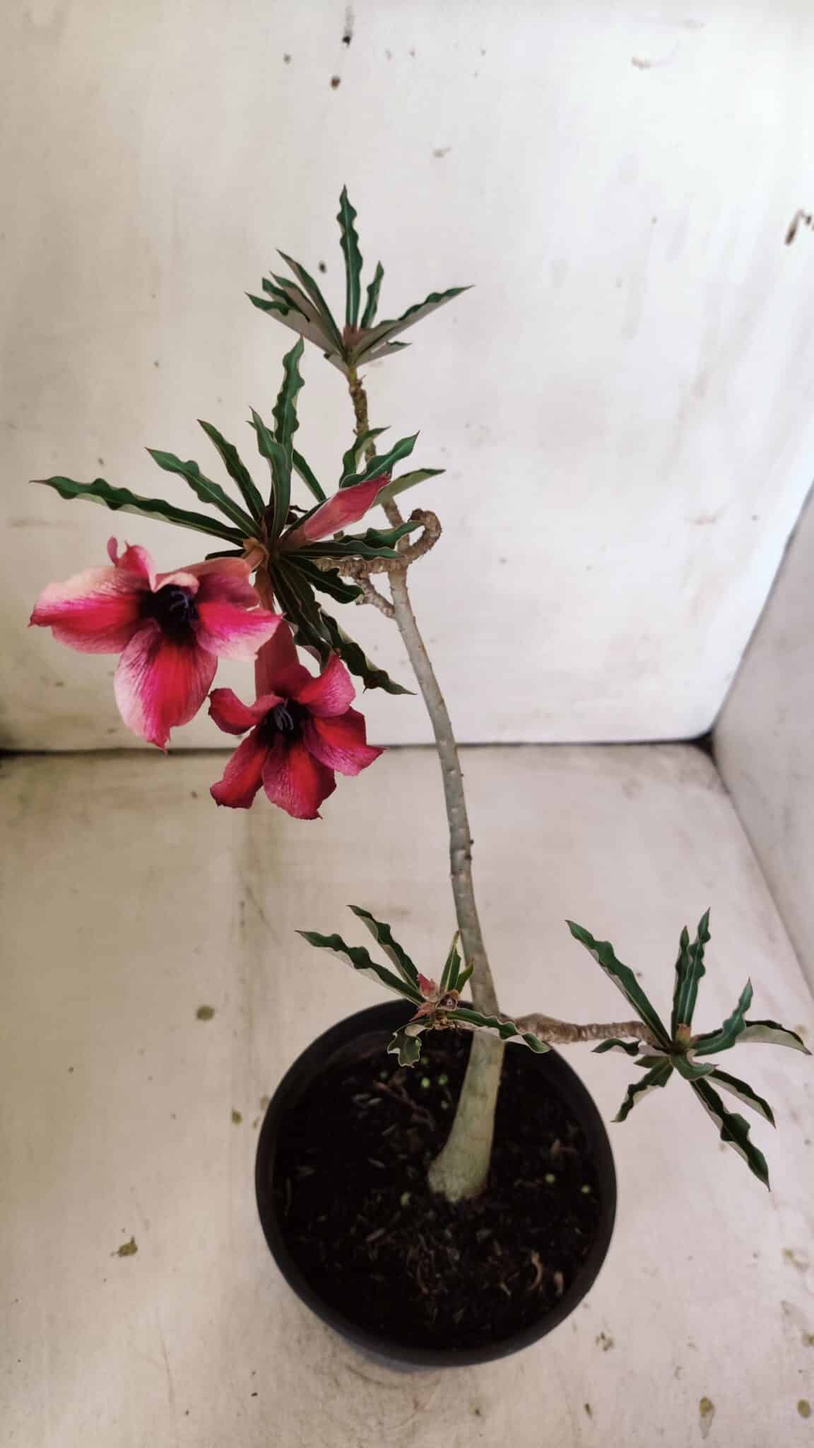 Planta Simples 2810 – 30cm – 02 anos