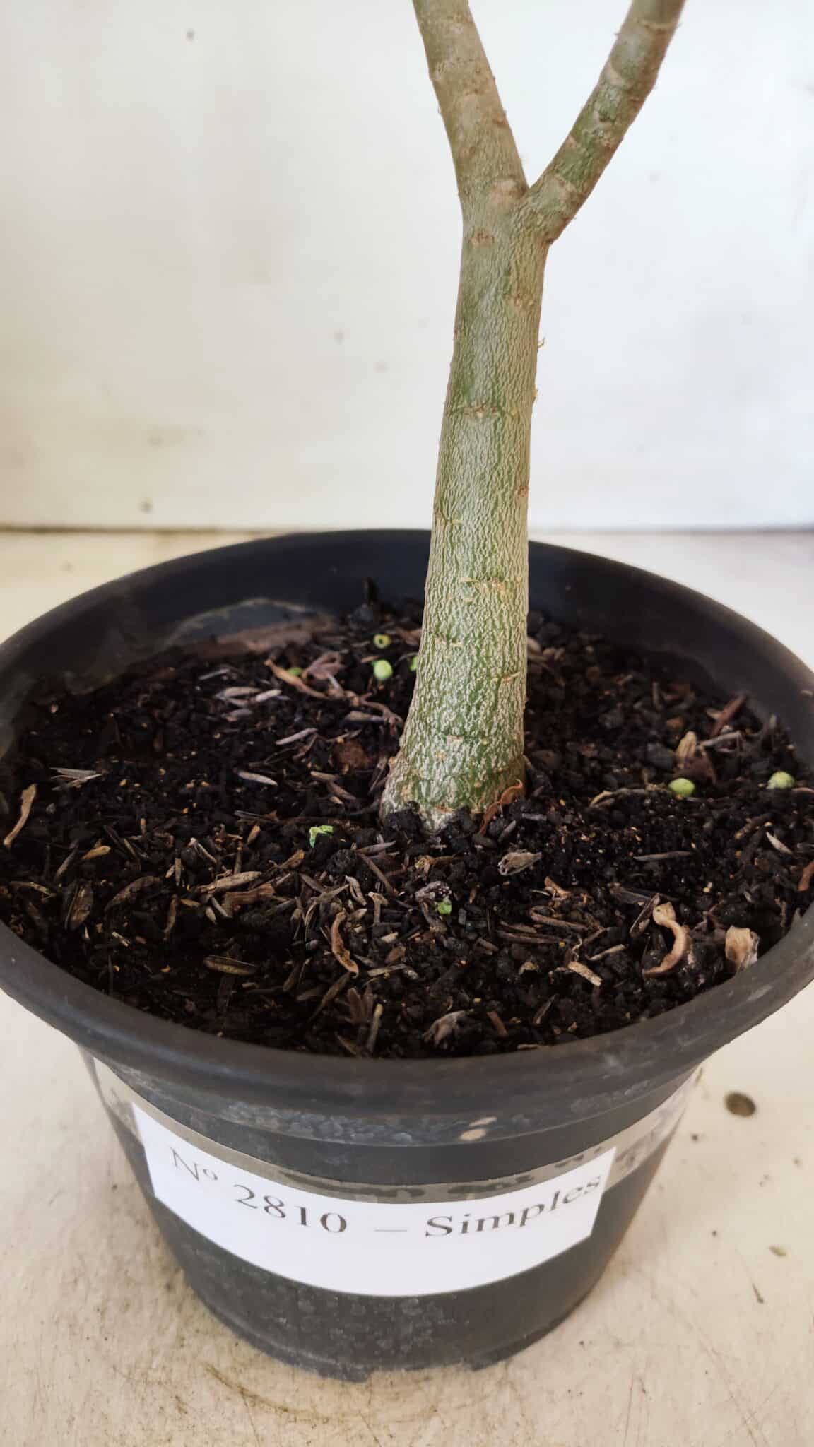 Planta Simples 2810 – 30cm – 02 anos
