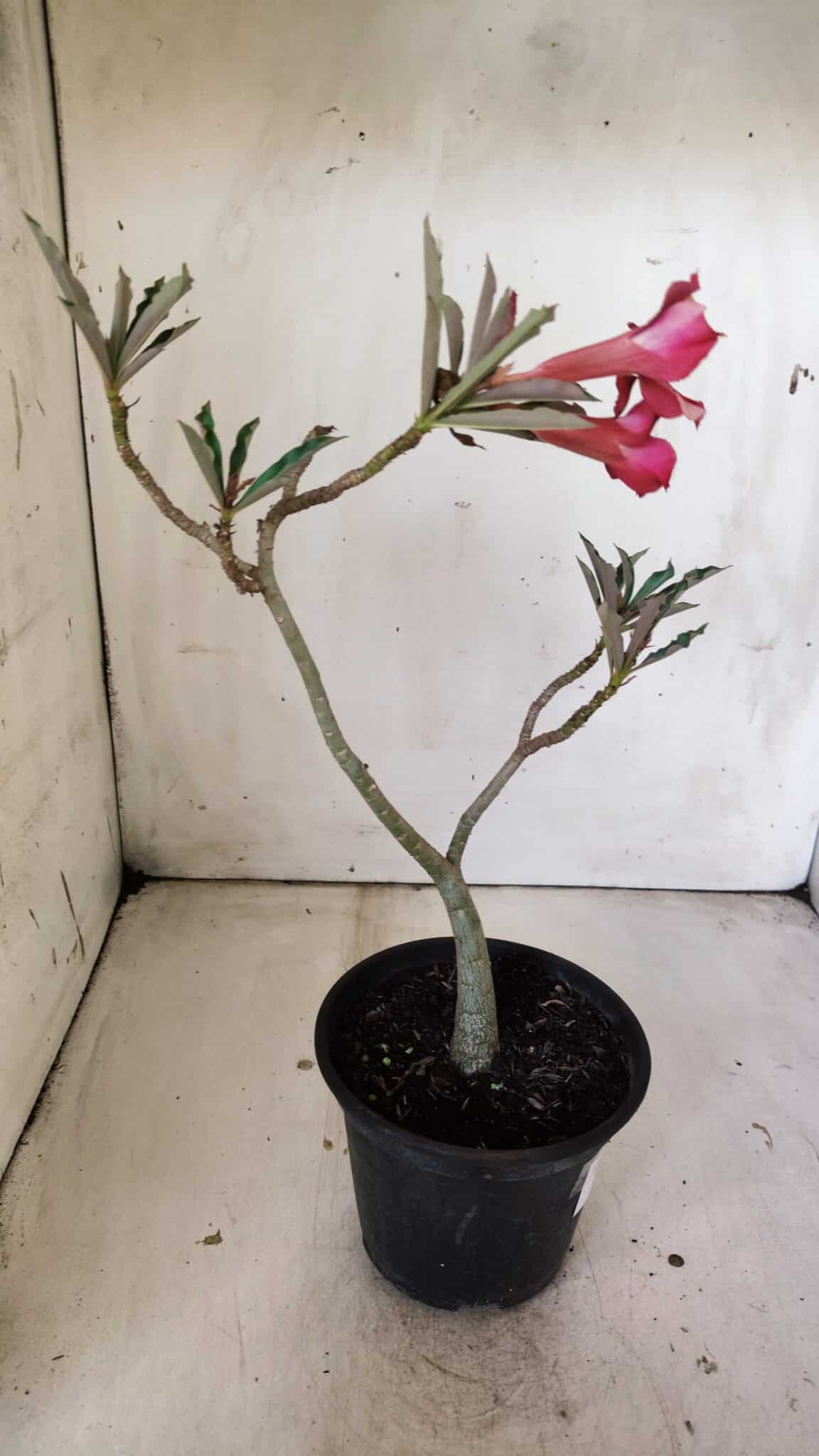 Planta Simples 2810 – 30cm – 02 anos