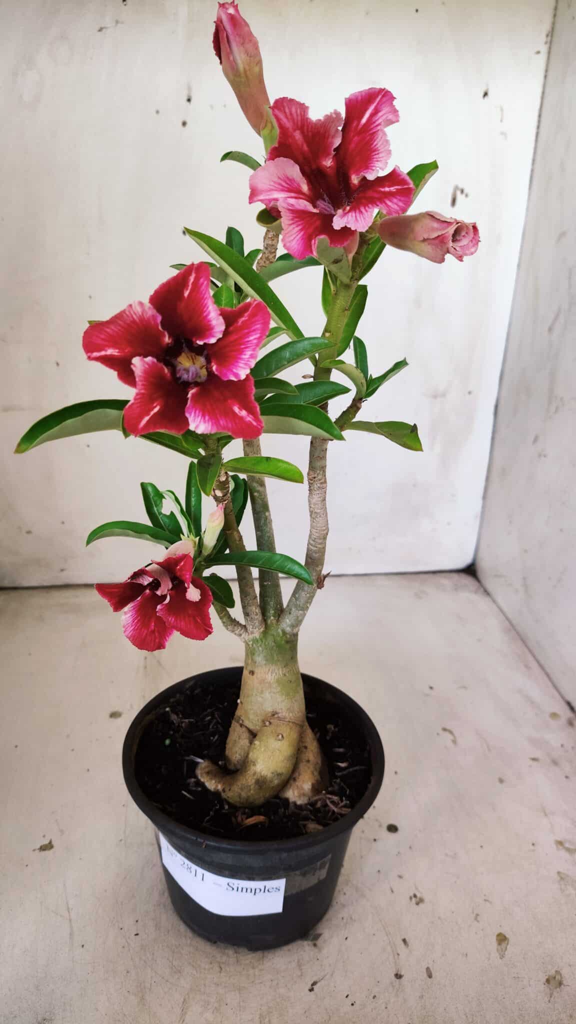 Planta Simples 2811 – 35cm – 03 anos
