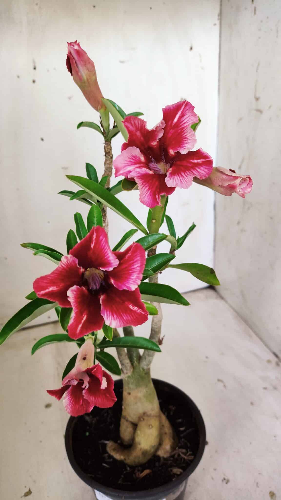 Planta Simples 2811 – 35cm – 03 anos