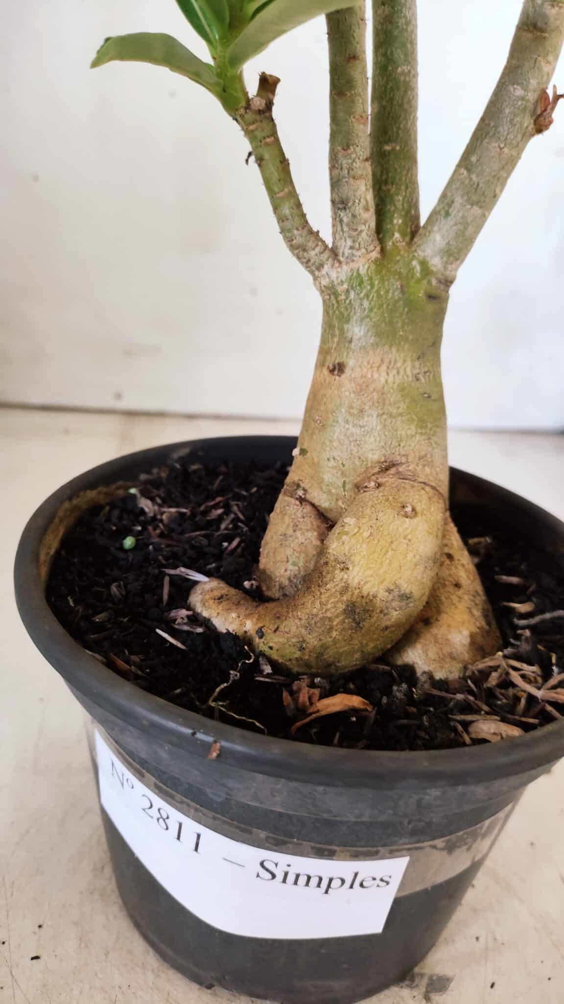 Planta Simples 2811 – 35cm – 03 anos