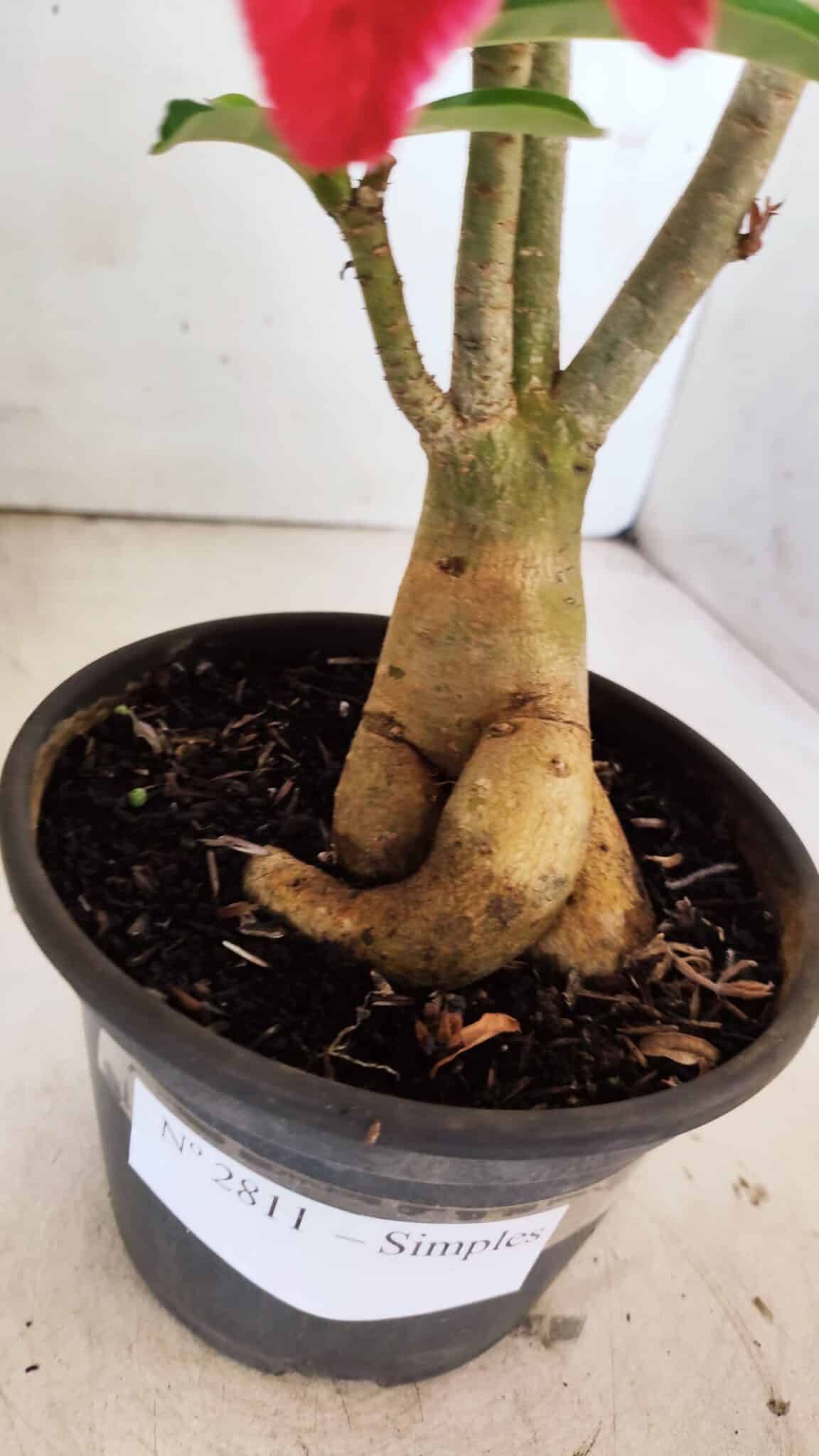 Planta Simples 2811 – 35cm – 03 anos