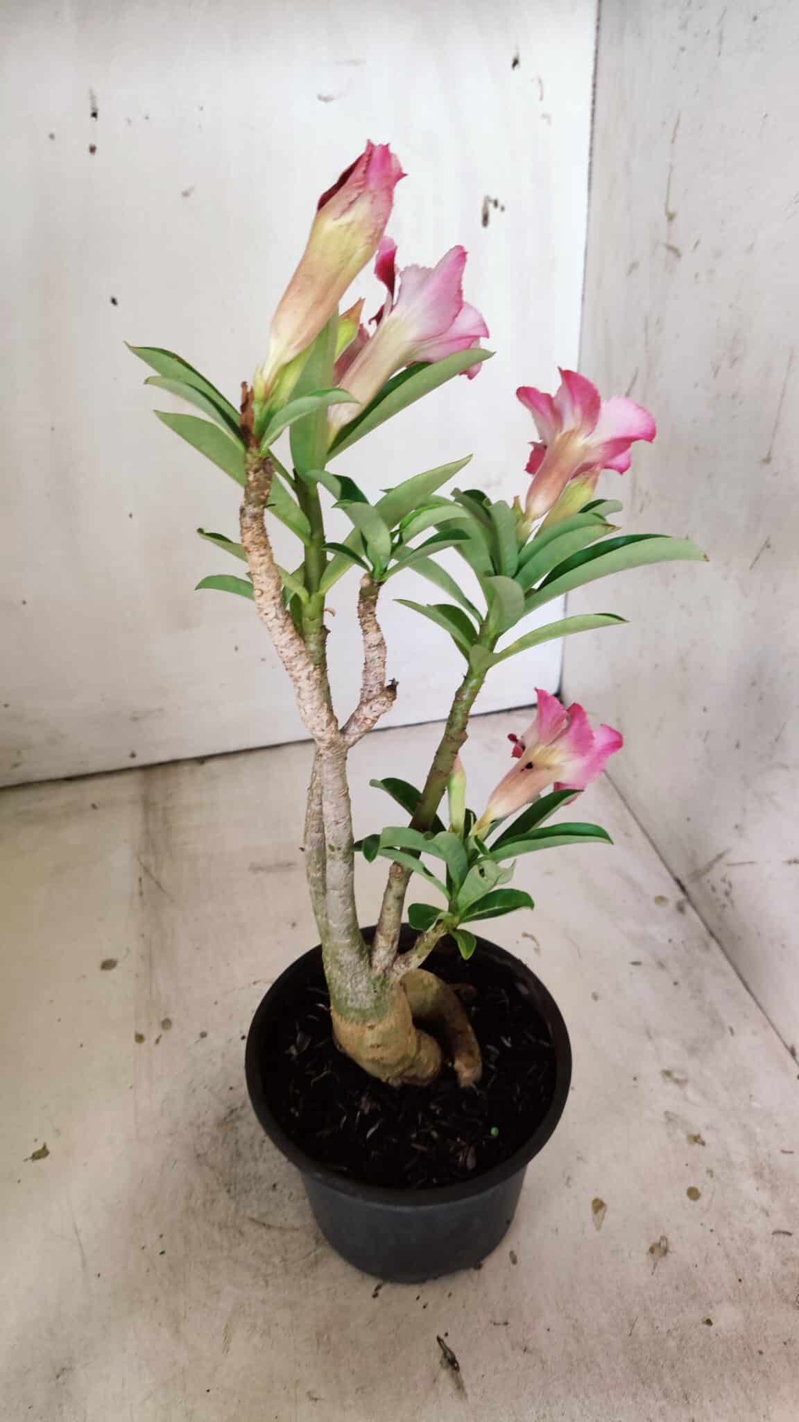 Planta Simples 2811 – 35cm – 03 anos