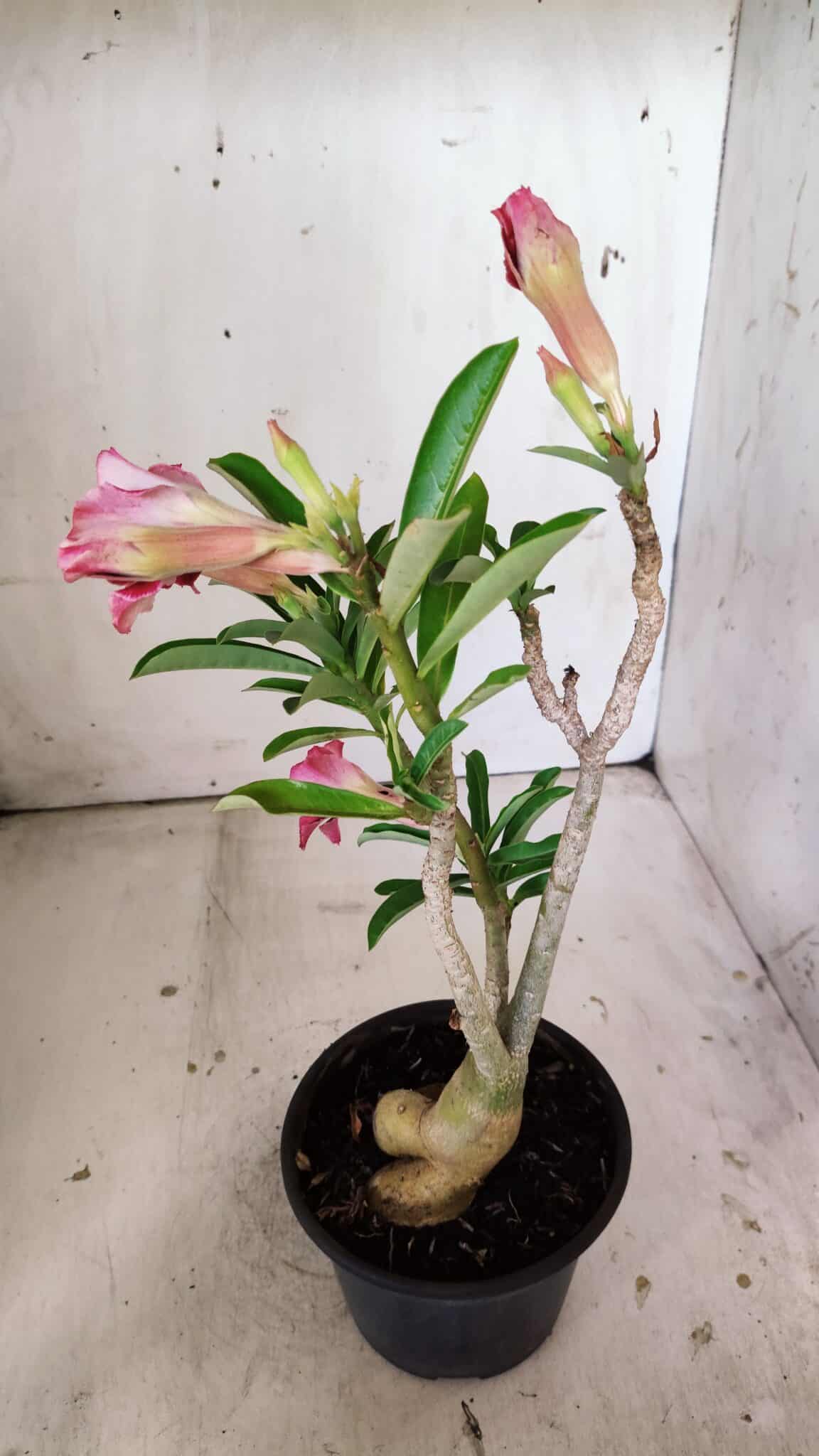 Planta Simples 2811 – 35cm – 03 anos