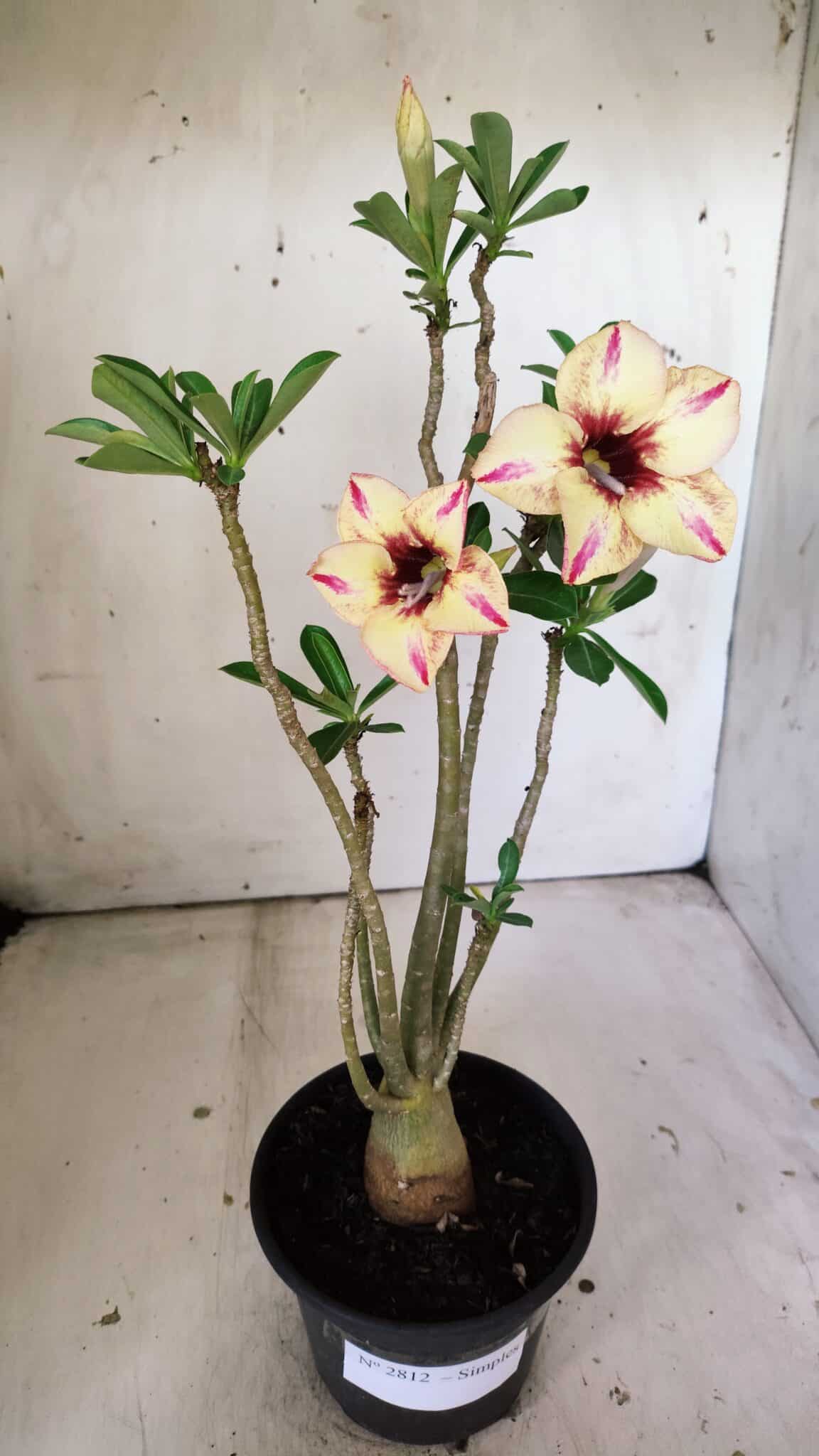 Planta Simples 2812 – 35cm – 03 anos