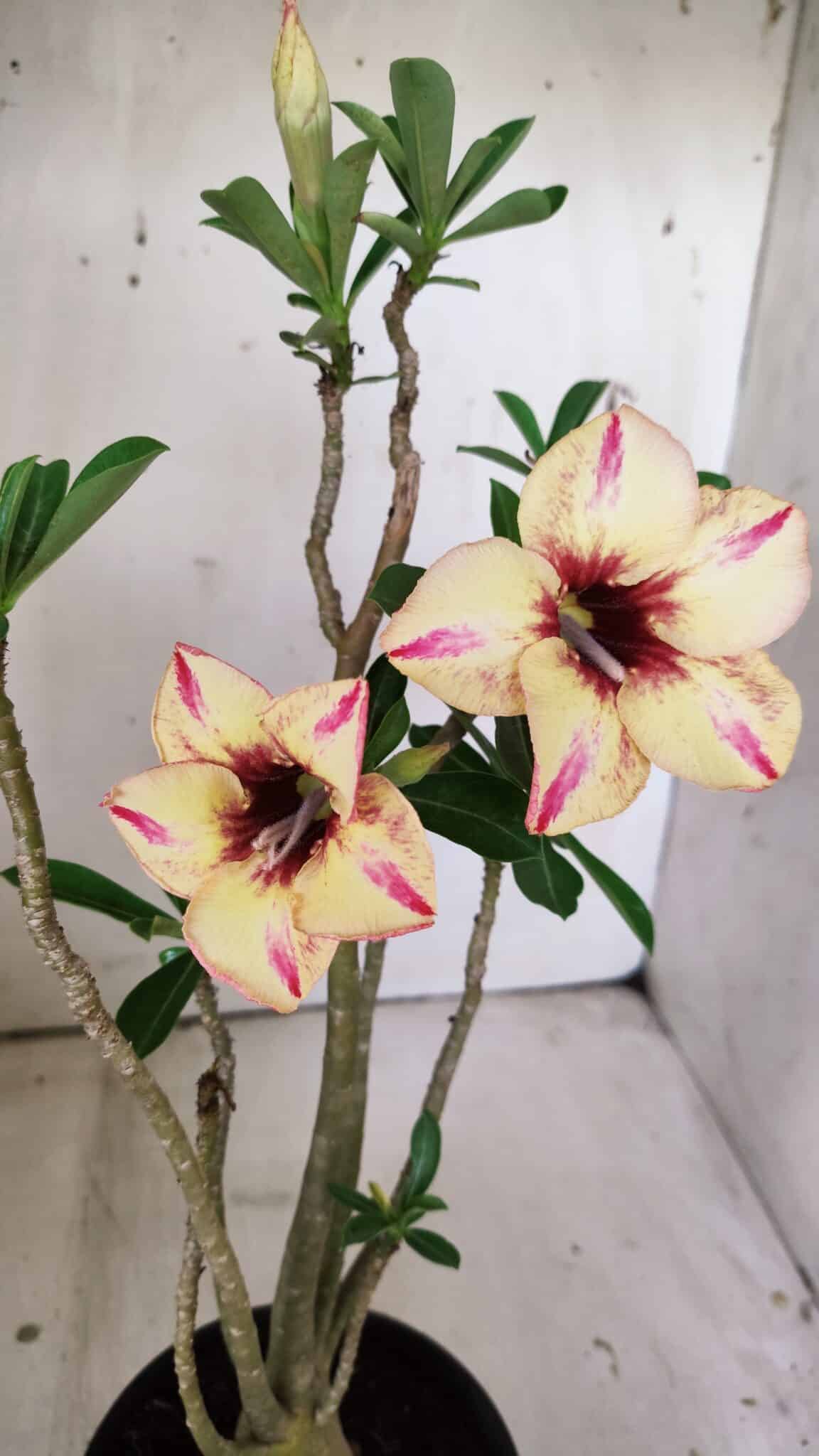 Planta Simples 2812 – 35cm – 03 anos