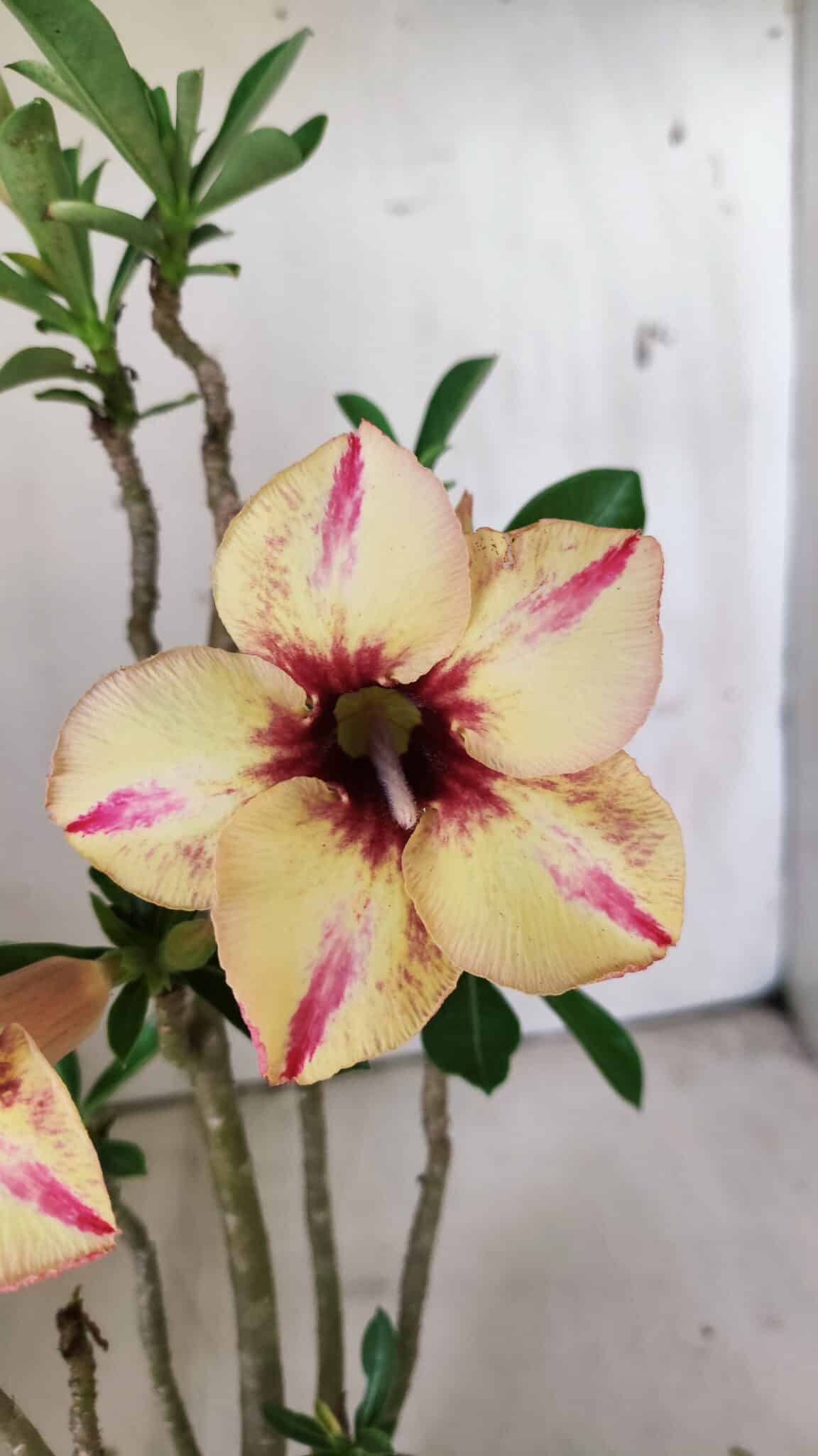Planta Simples 2812 – 35cm – 03 anos