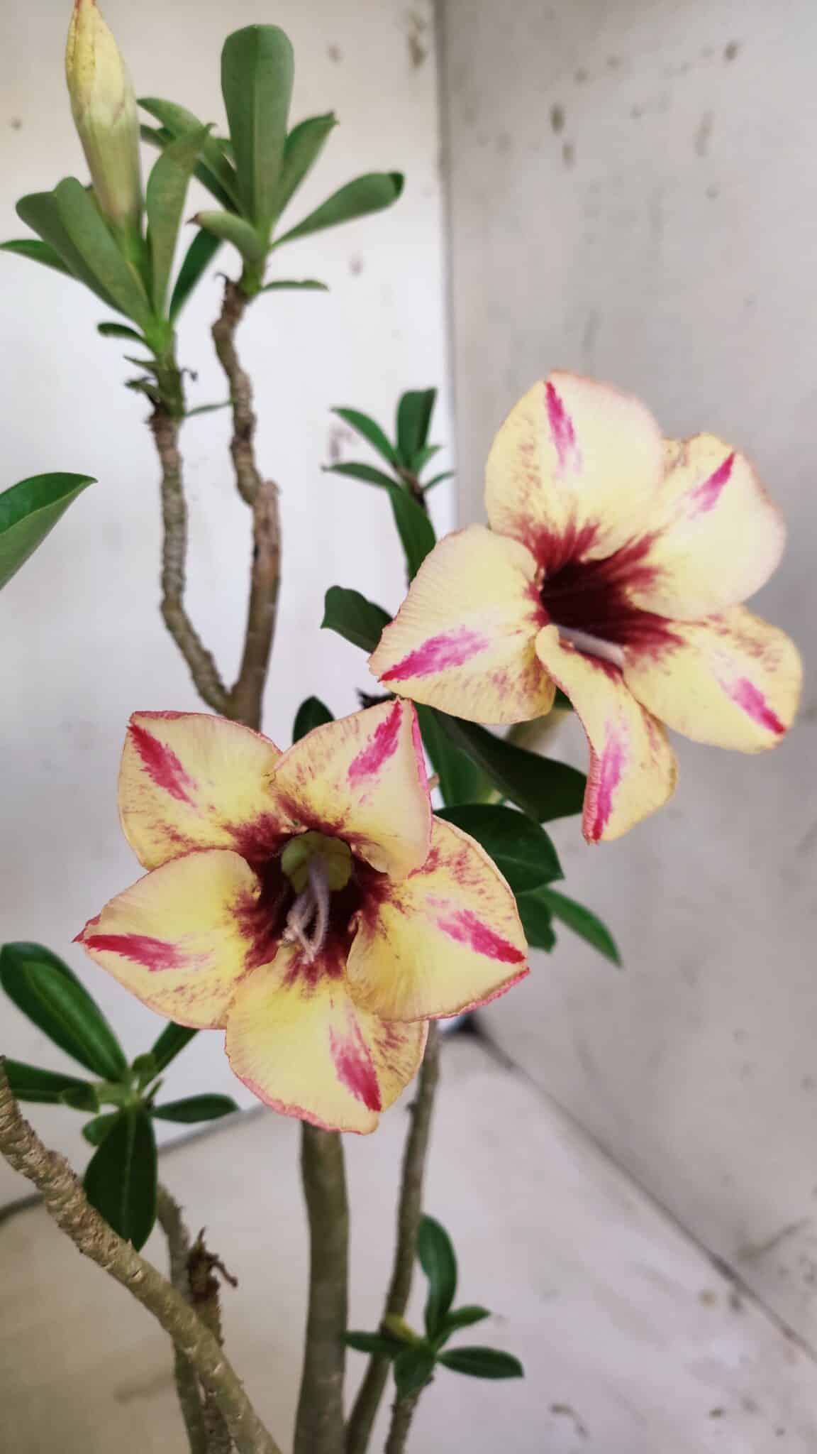 Planta Simples 2812 – 35cm – 03 anos