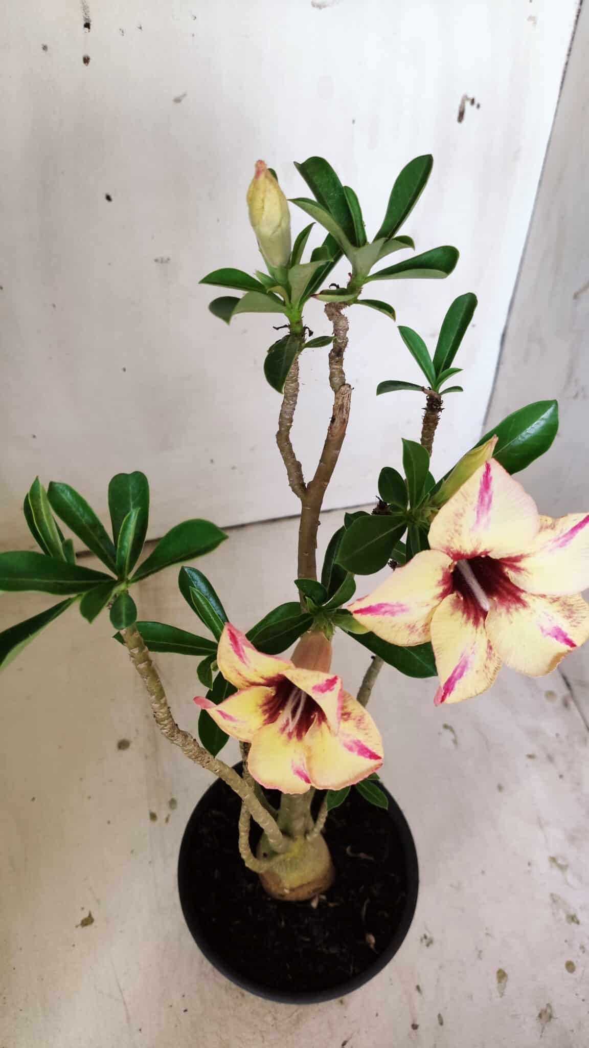 Planta Simples 2812 – 35cm – 03 anos