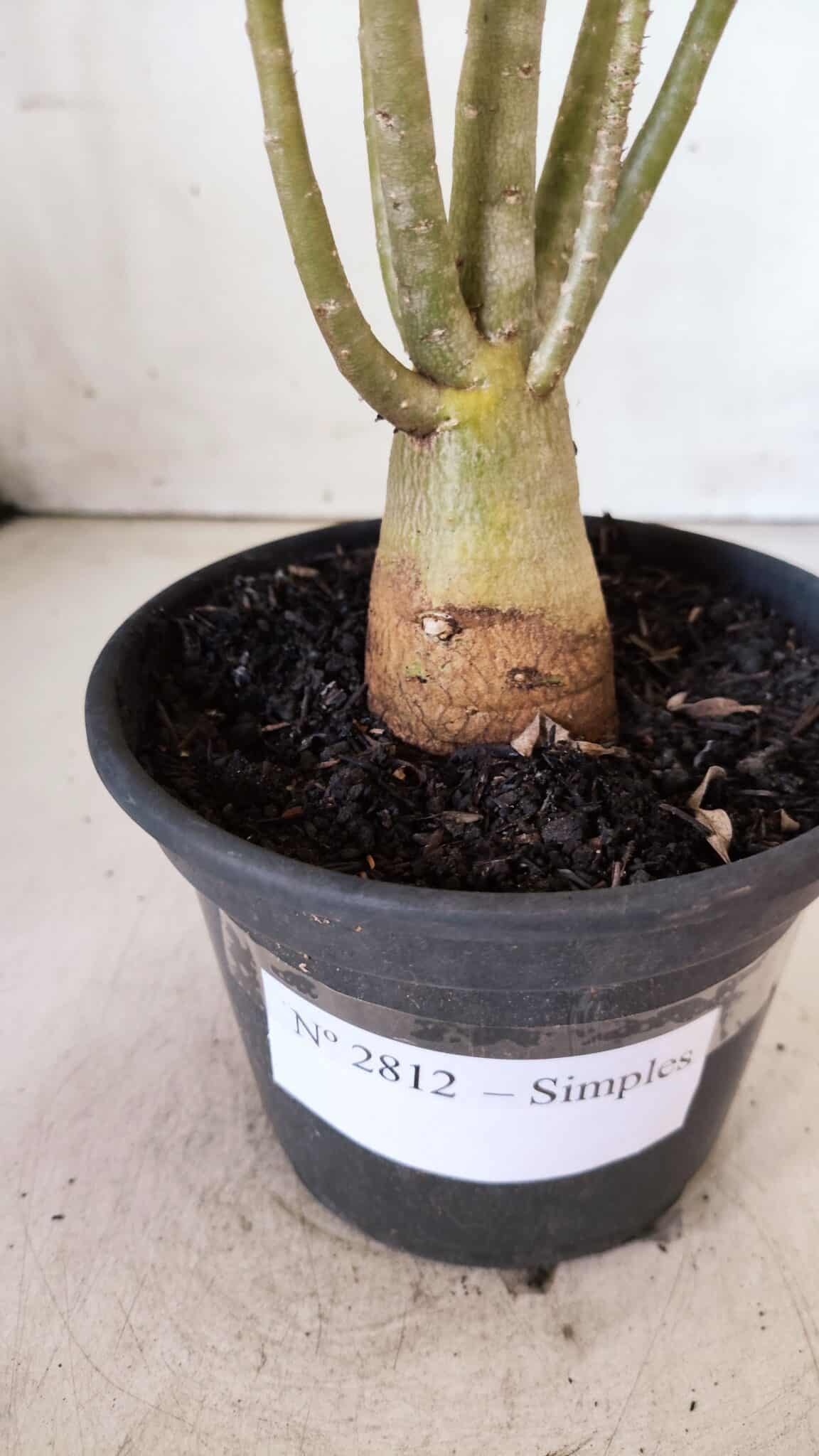 Planta Simples 2812 – 35cm – 03 anos