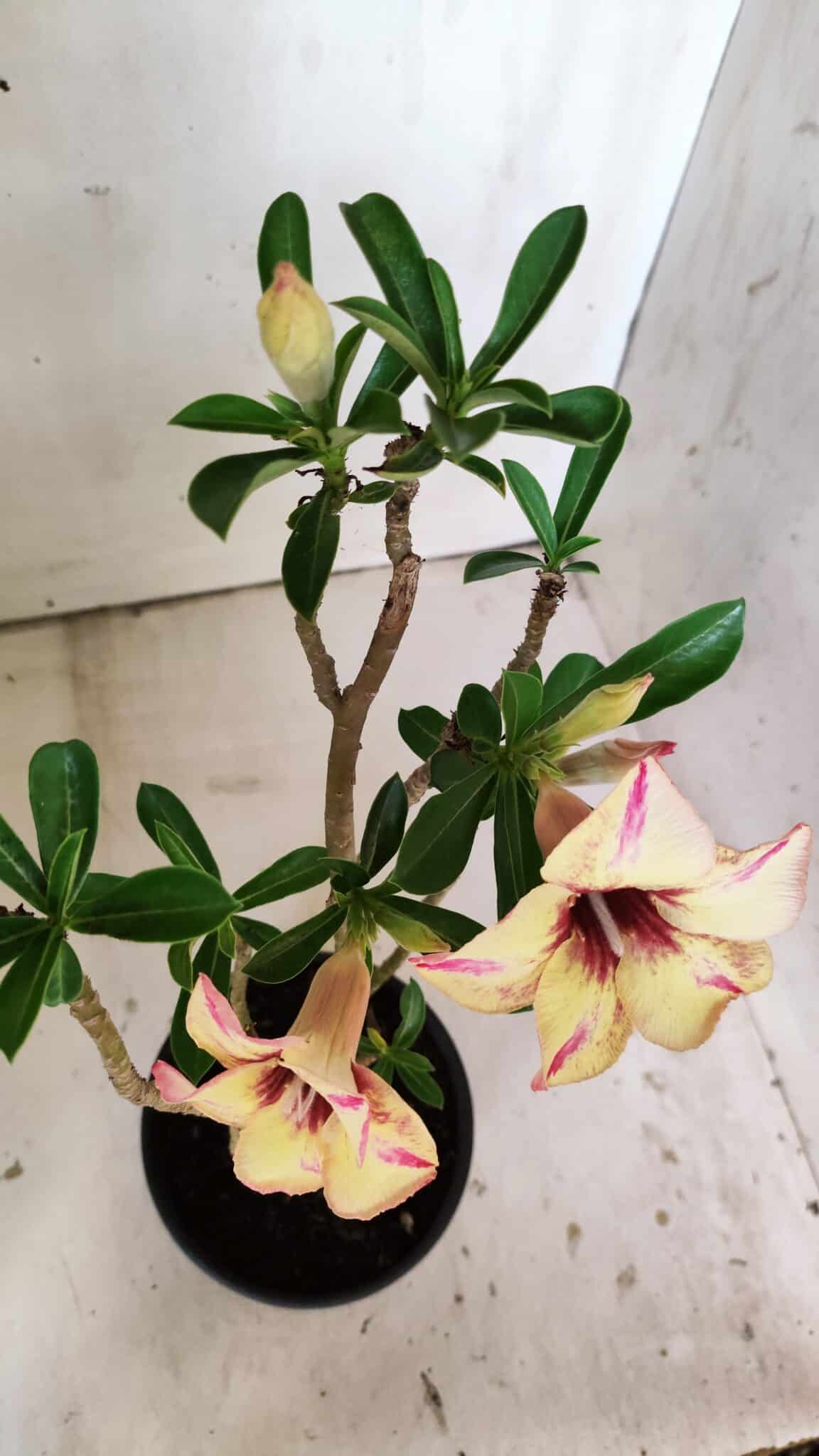 Planta Simples 2812 – 35cm – 03 anos