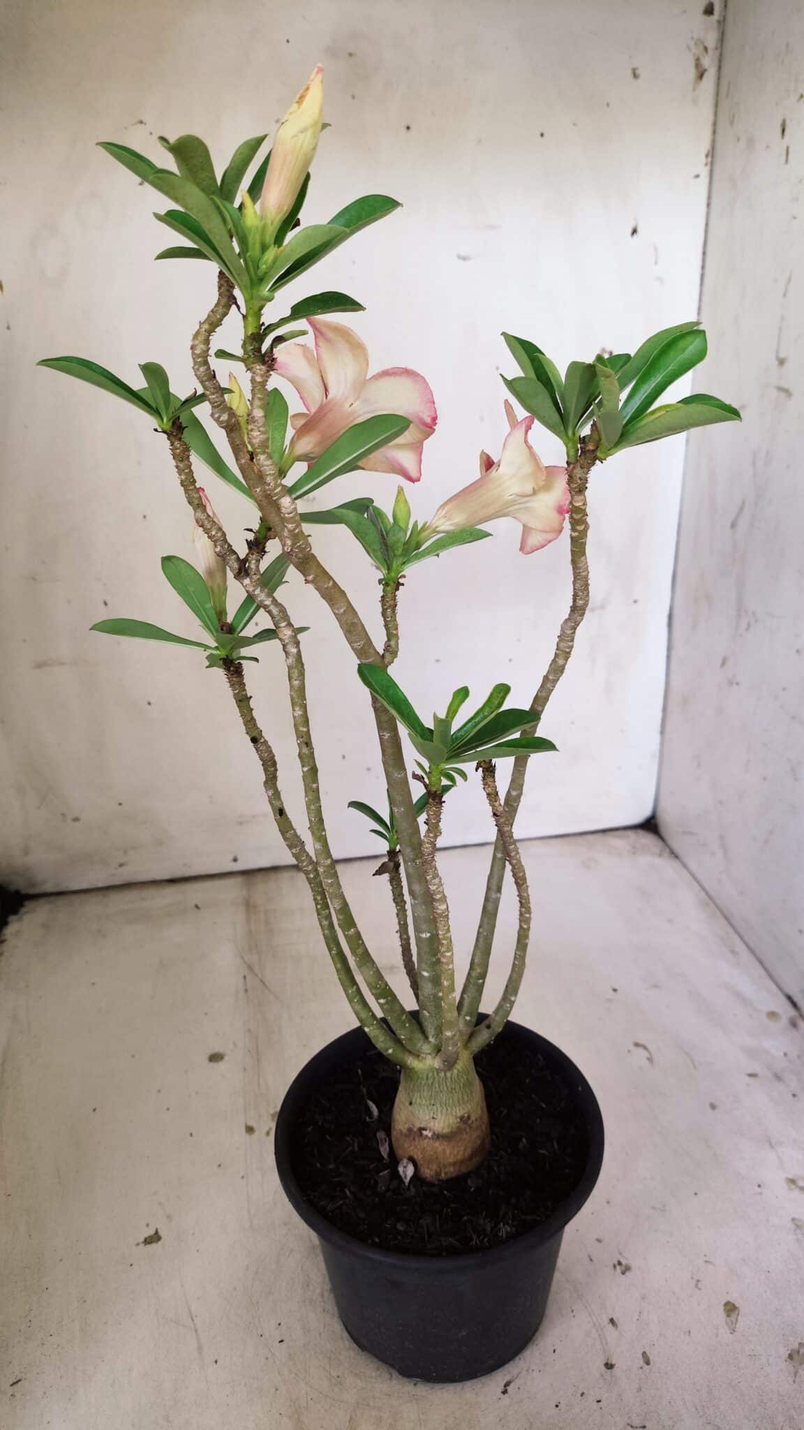 Planta Simples 2812 – 35cm – 03 anos