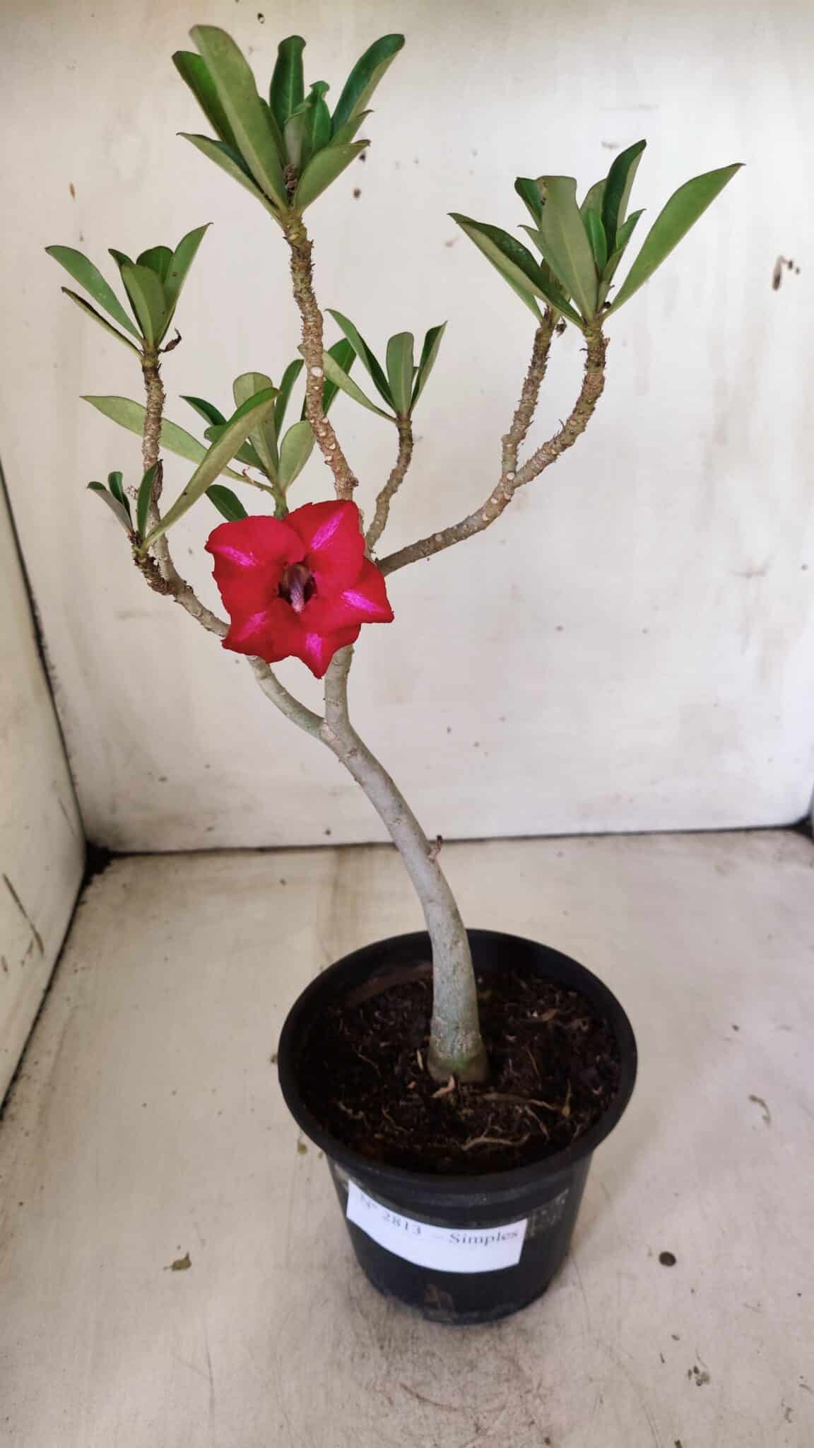 Planta Simples 2813 – 30cm – 02 anos