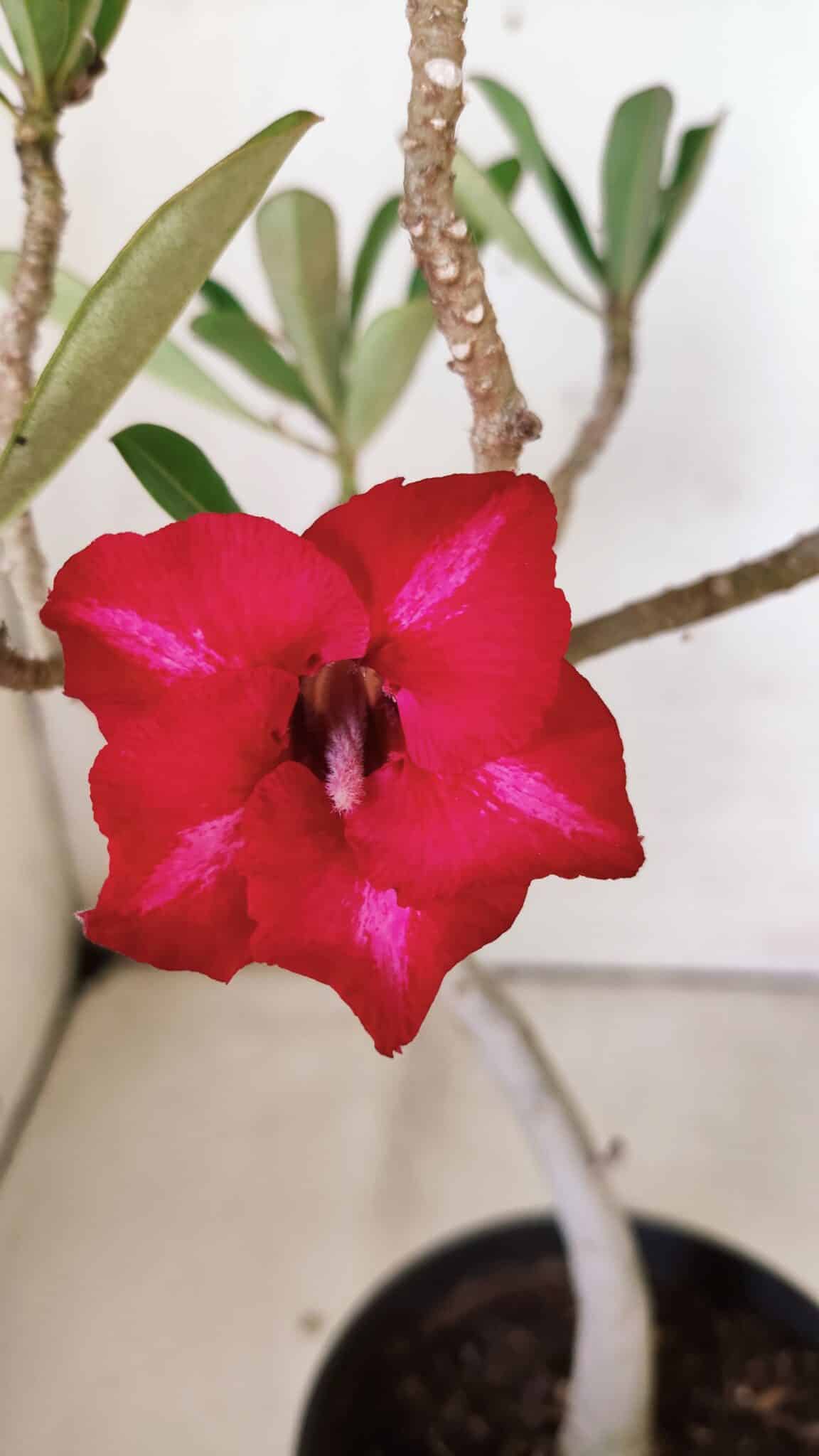 Planta Simples 2813 – 30cm – 02 anos