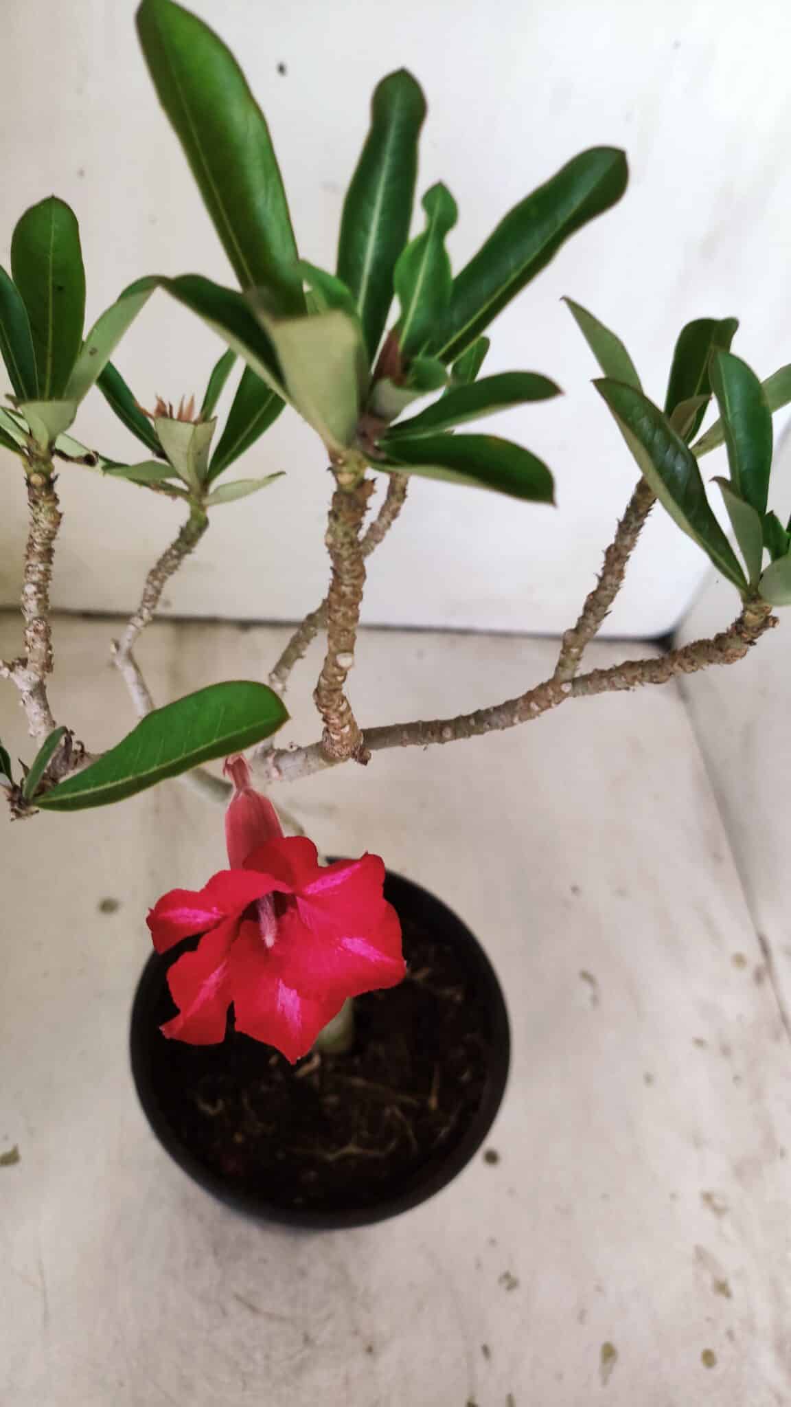 Planta Simples 2813 – 30cm – 02 anos