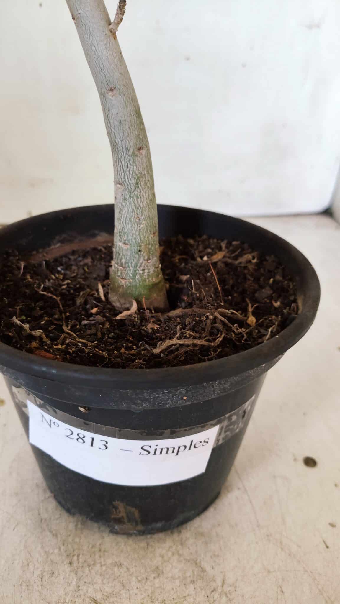 Planta Simples 2813 – 30cm – 02 anos