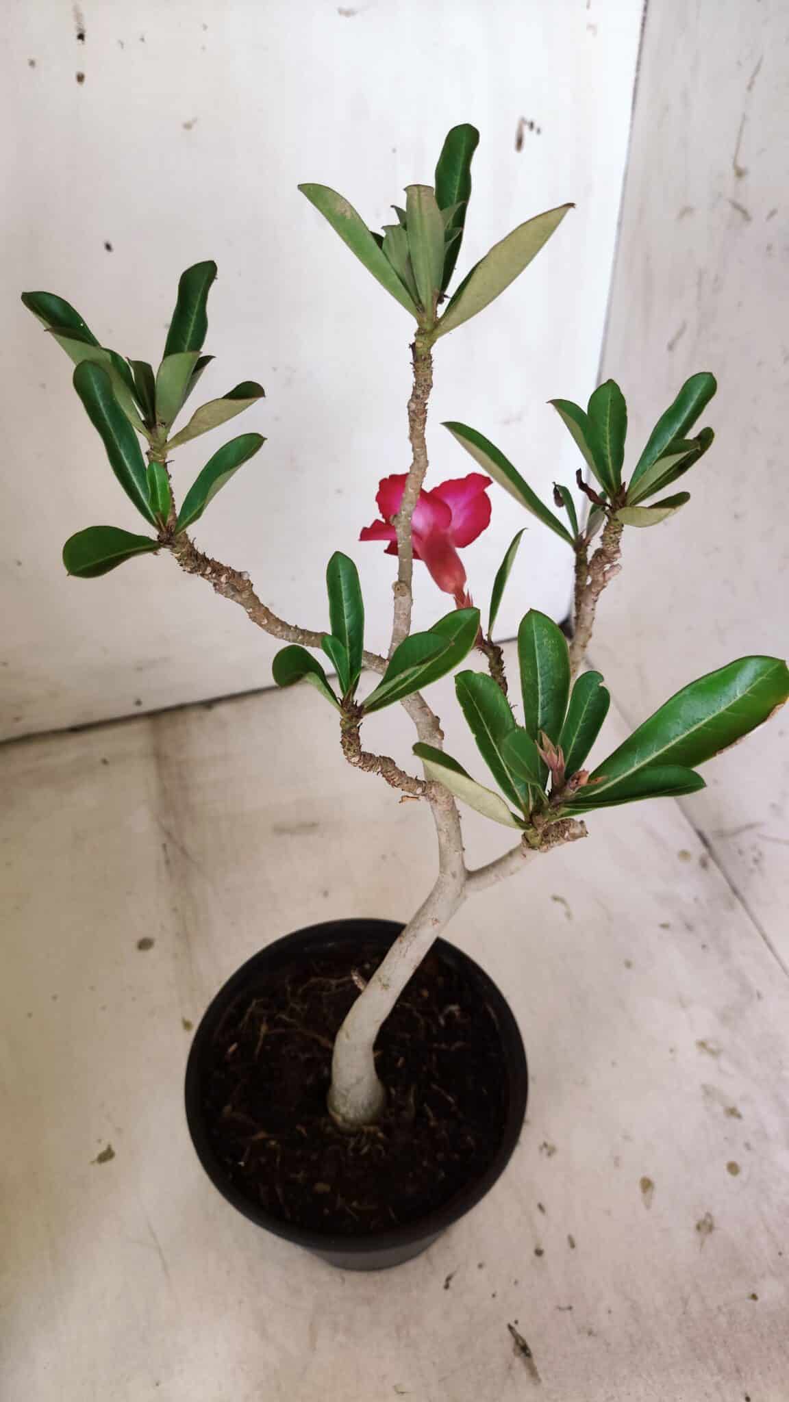 Planta Simples 2813 – 30cm – 02 anos