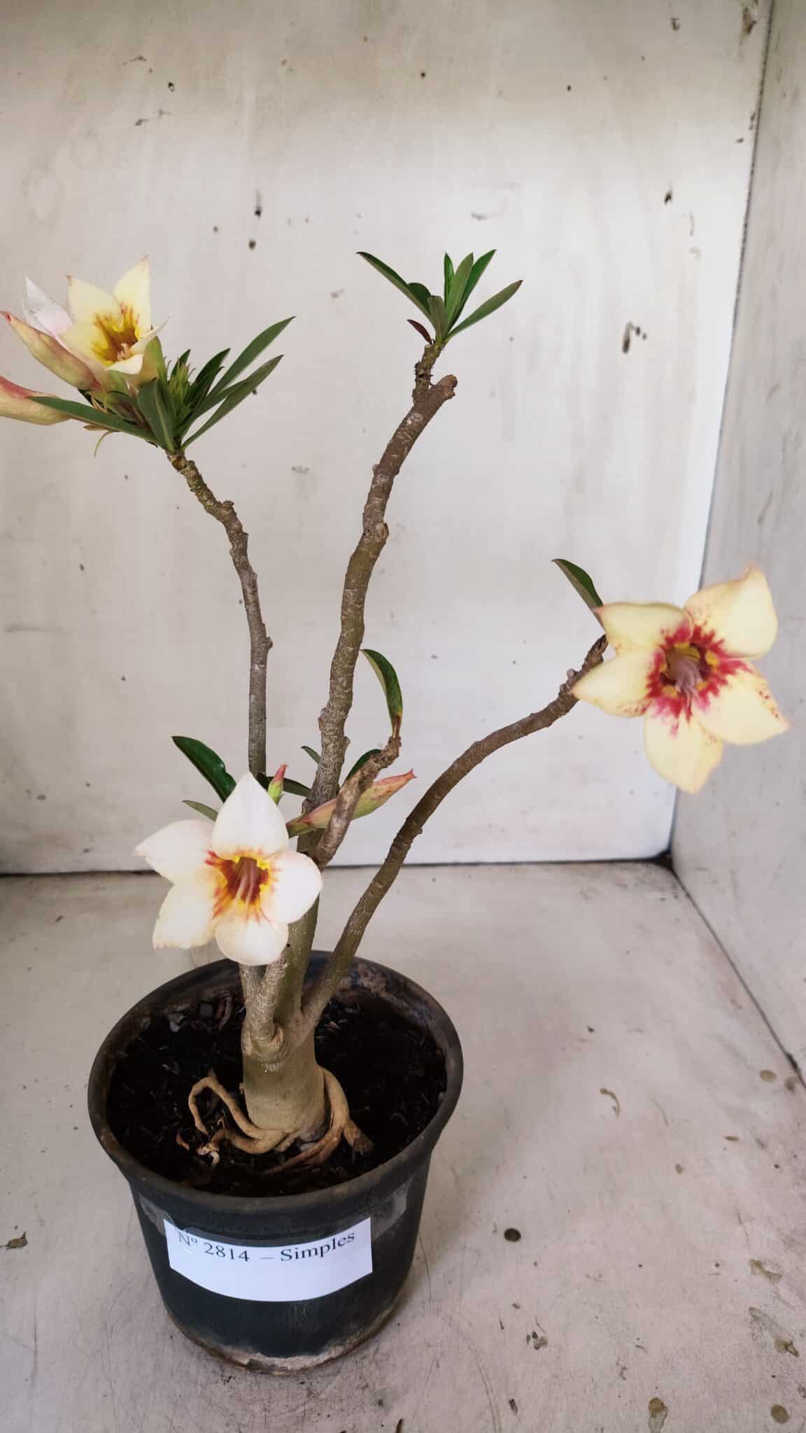 Planta Simples 2814 – 30cm – 03 anos