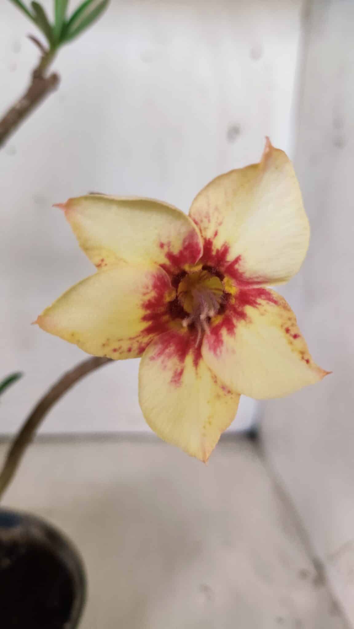 Planta Simples 2814 – 30cm – 03 anos