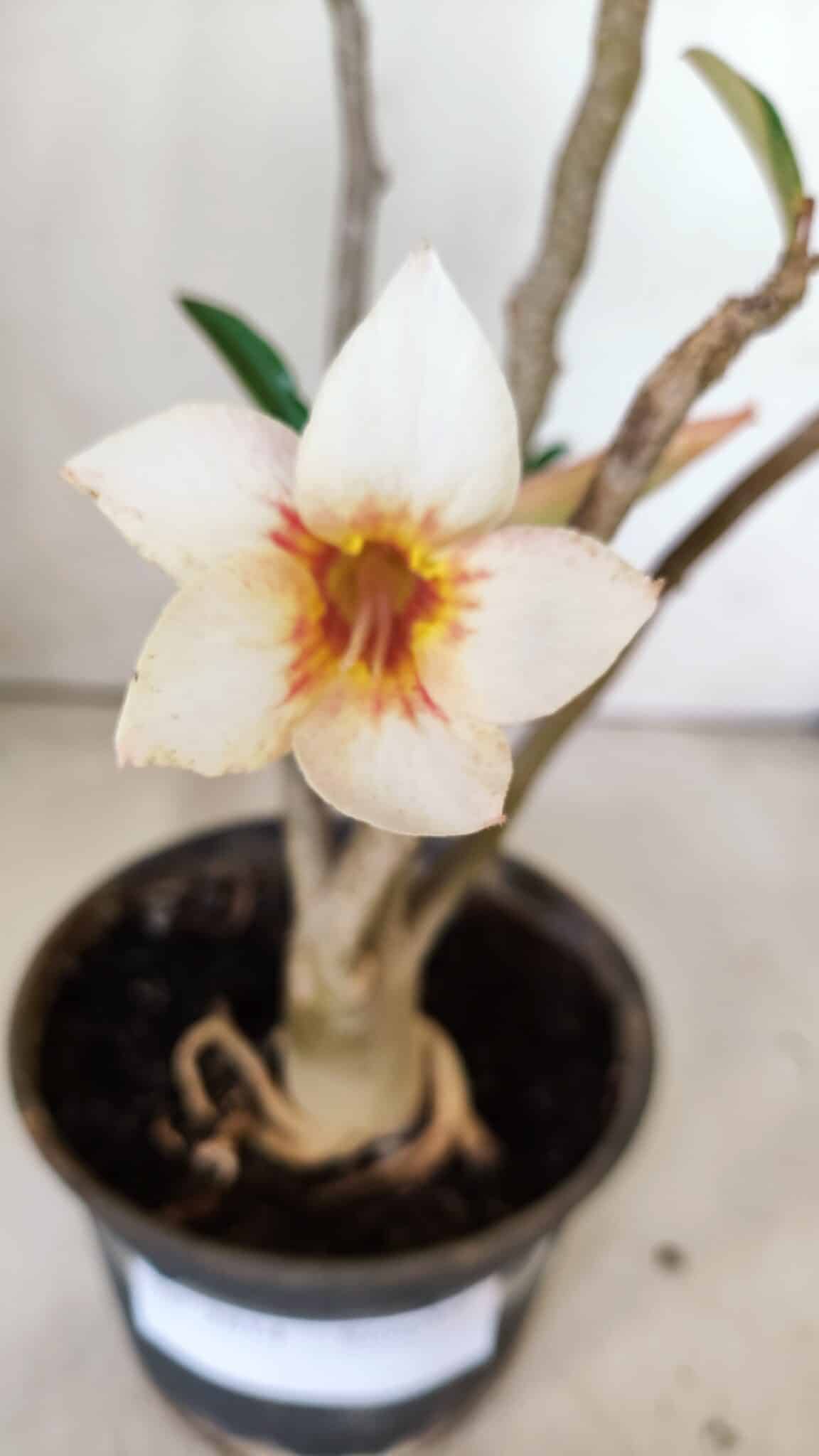 Planta Simples 2814 – 30cm – 03 anos