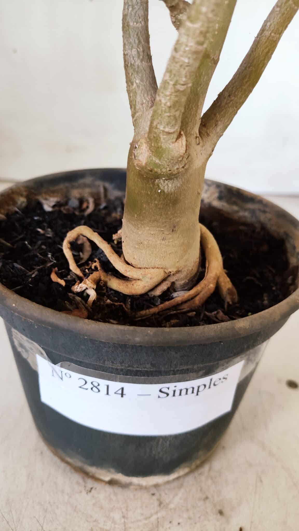 Planta Simples 2814 – 30cm – 03 anos