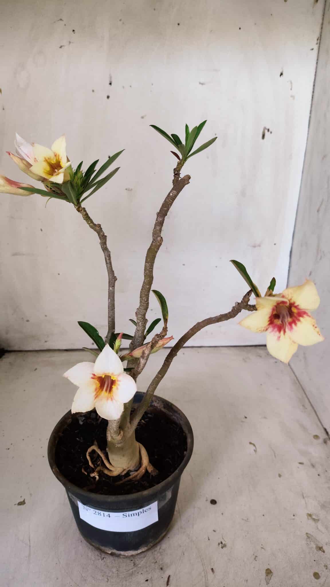 Planta Simples 2814 – 30cm – 03 anos