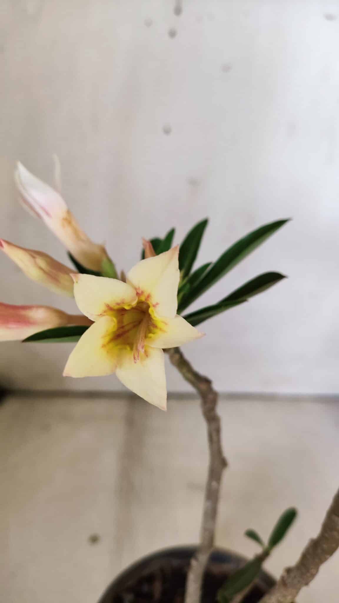 Planta Simples 2814 – 30cm – 03 anos