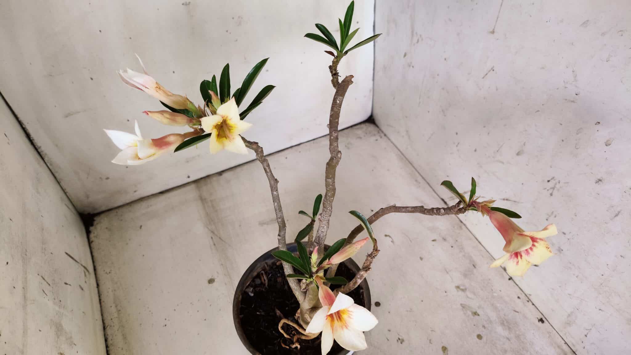 Planta Simples 2814 – 30cm – 03 anos